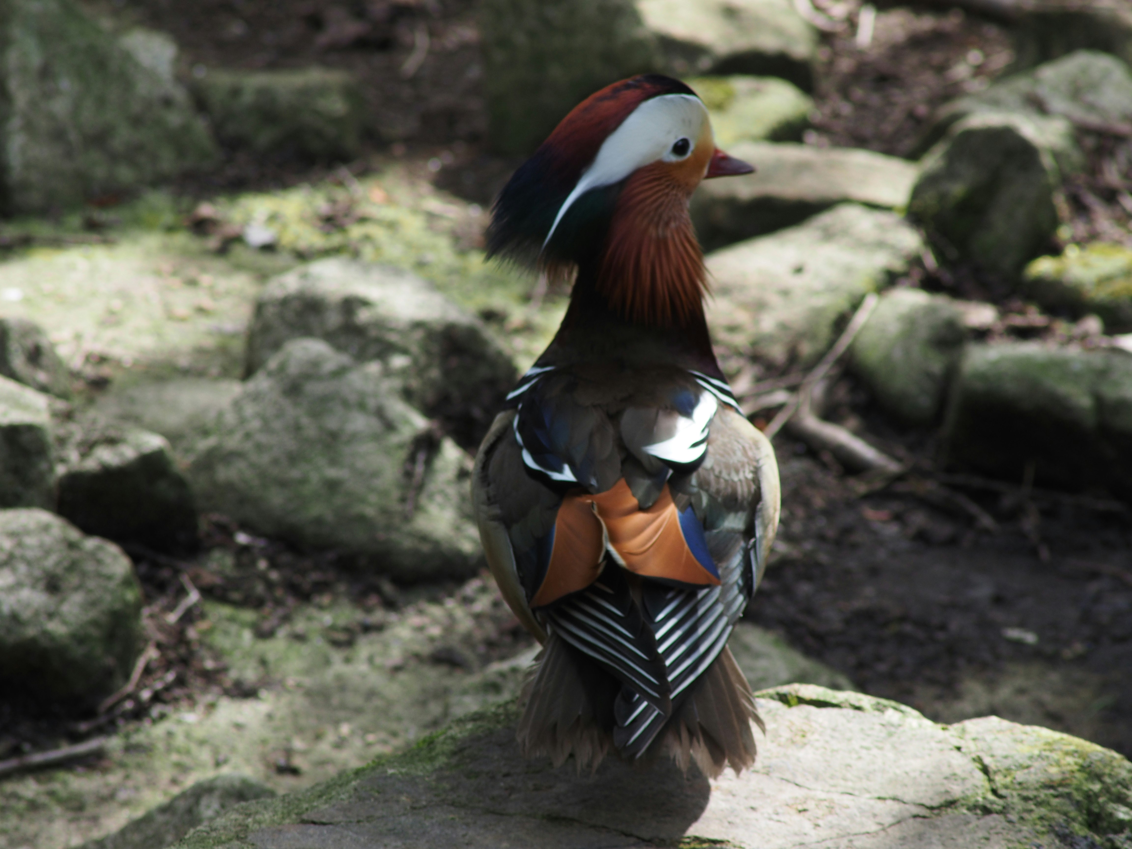 Paar bunter Vögel auf Felsen