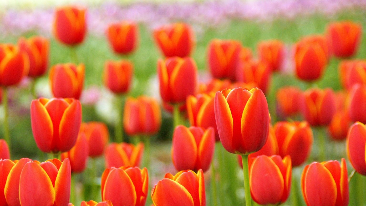Những bông tulip màu cam rực rỡ có viền vàng nở trong cánh đồng hoa