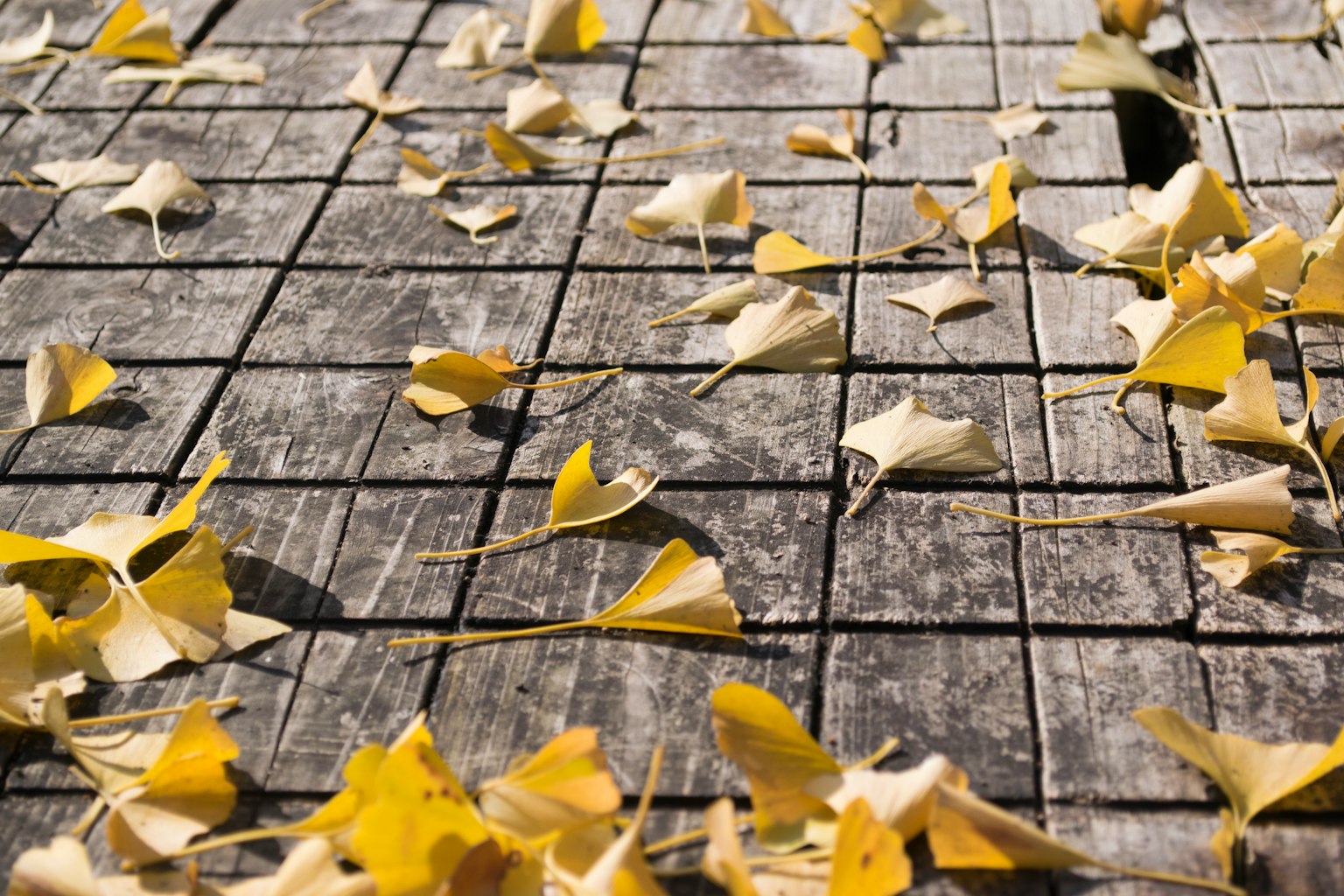 Daun ginkgo kuning tersebar di atas lantai kayu