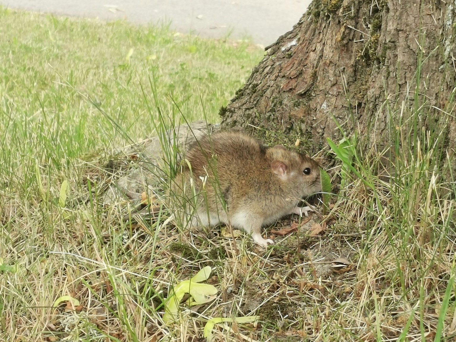 Piccolo animale vicino alla base di un albero con pelliccia marrone e erba verde