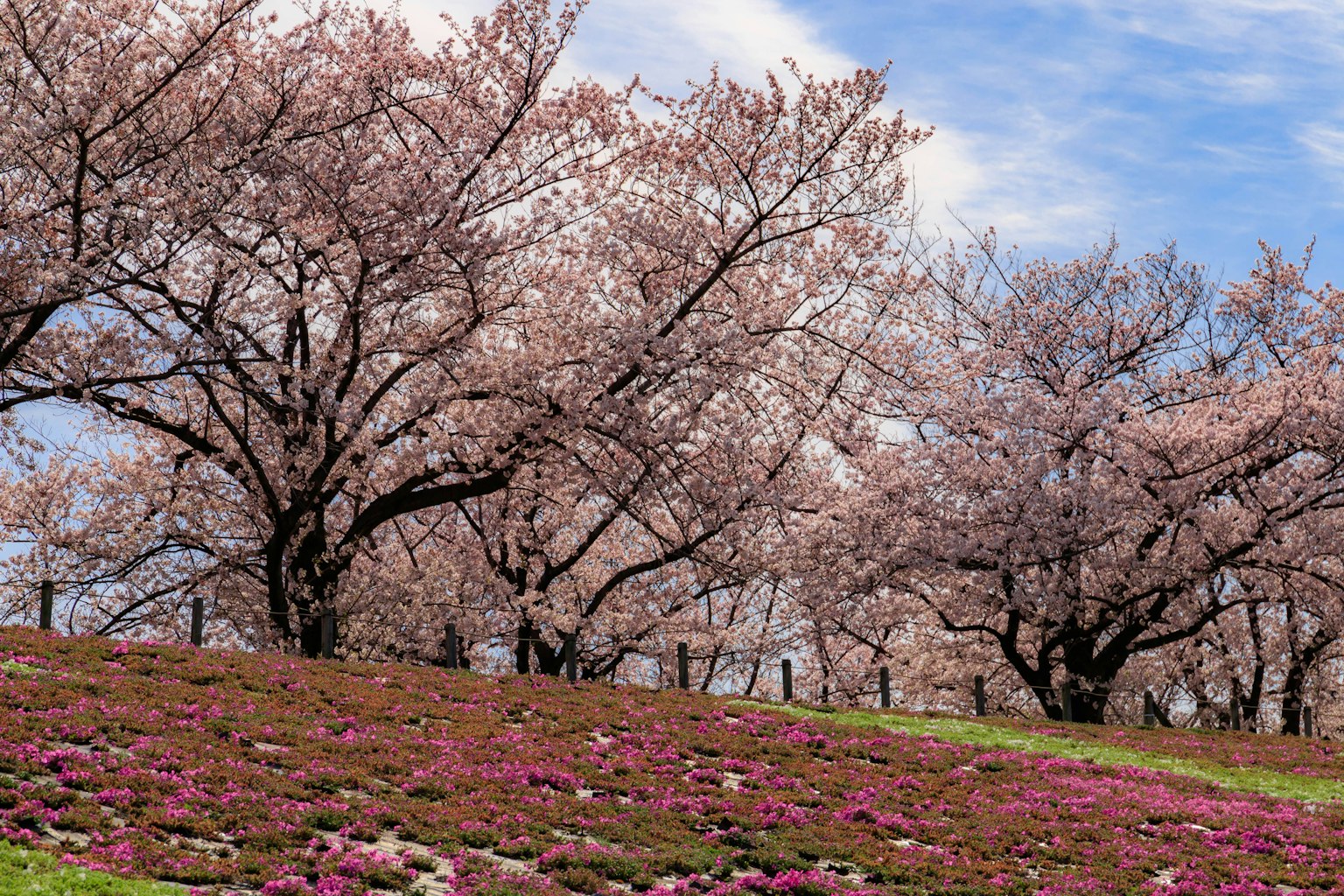 Cherry blossom trees with vibrant flowers in a scenic landscape