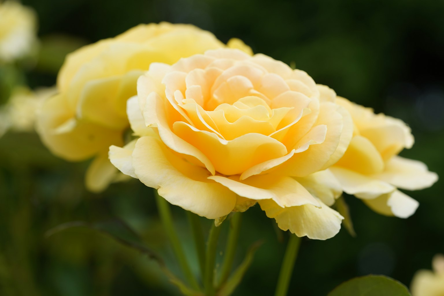 Gambar indah mawar kuning yang sedang mekar