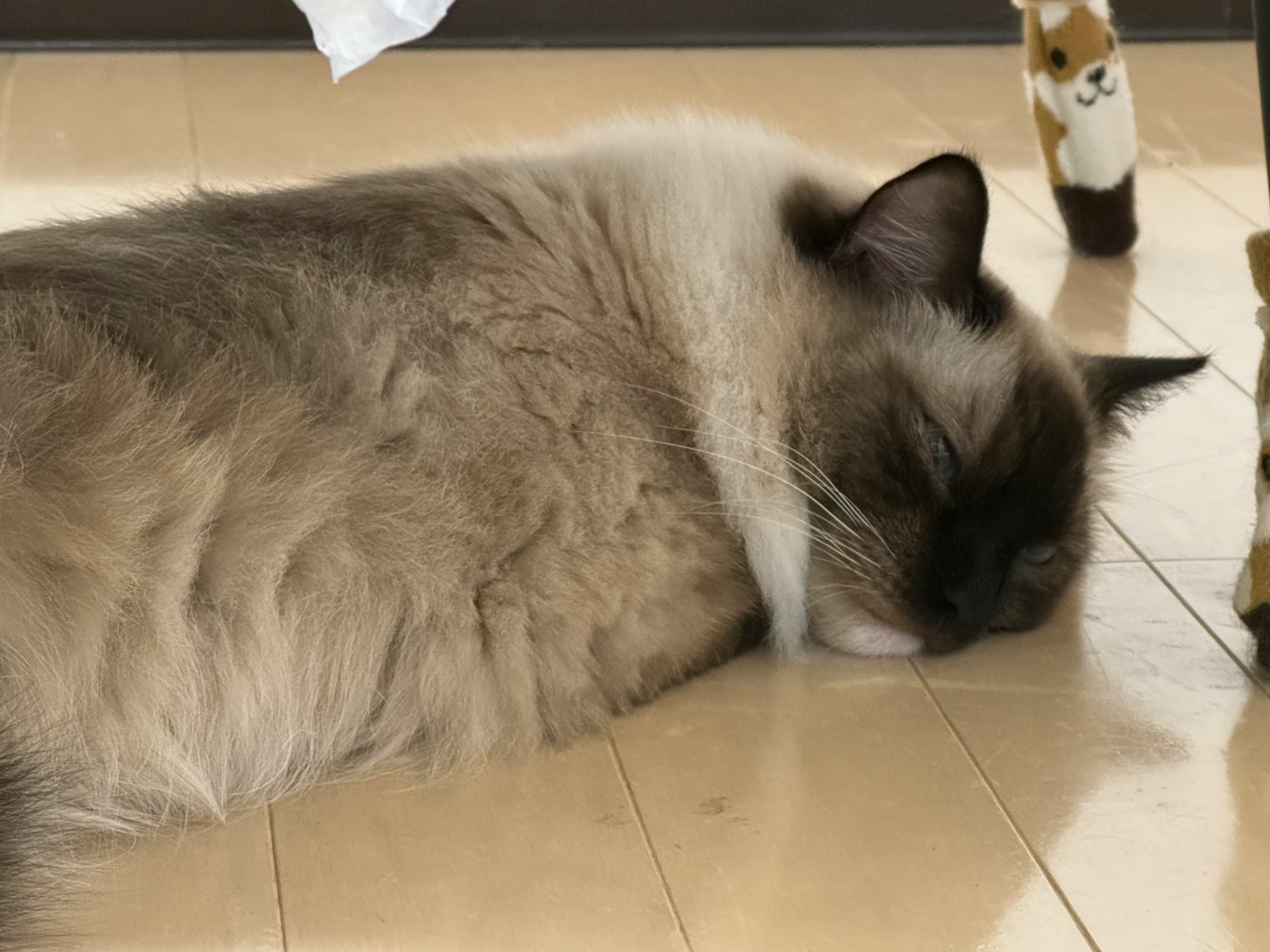 旁边有一个小玩偶的睡觉的布偶猫