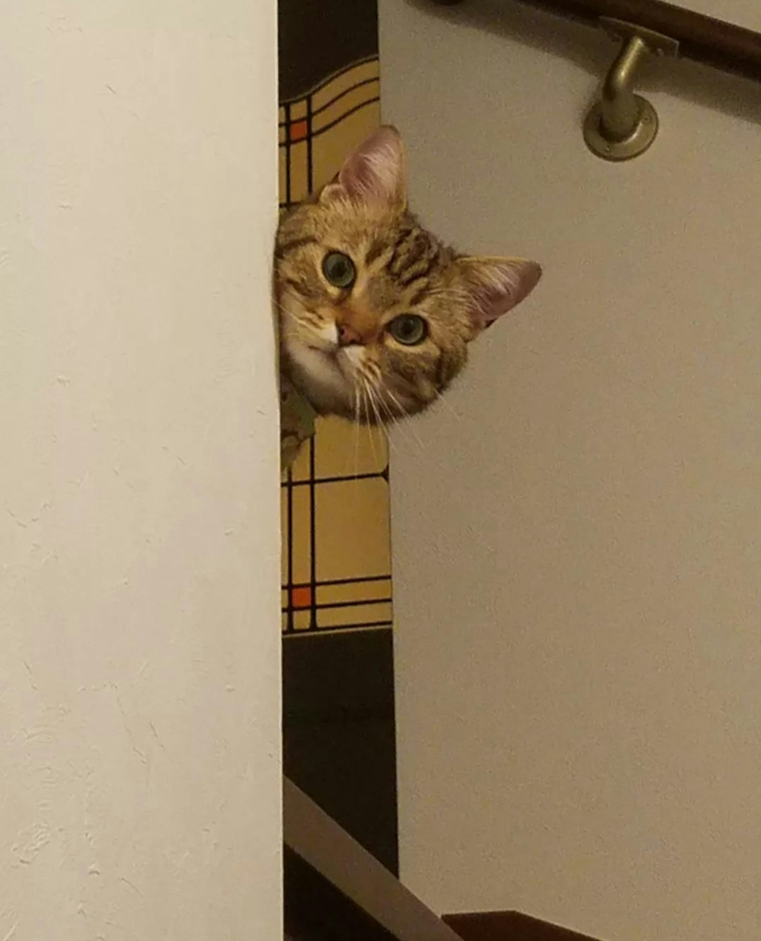 Kucing mengintip dari celah tangga