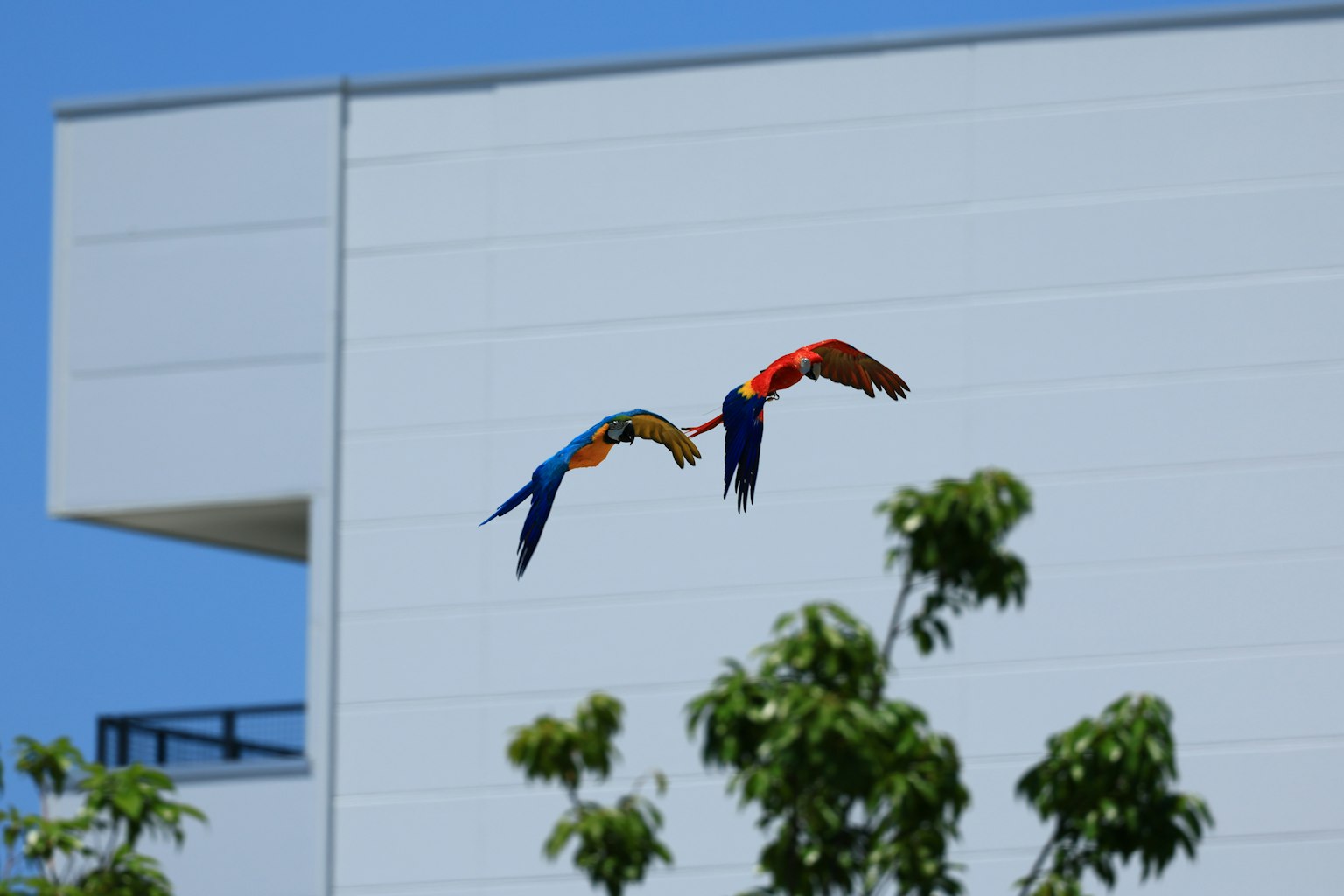 Due uccelli colorati che volano nel cielo vicino a un edificio moderno