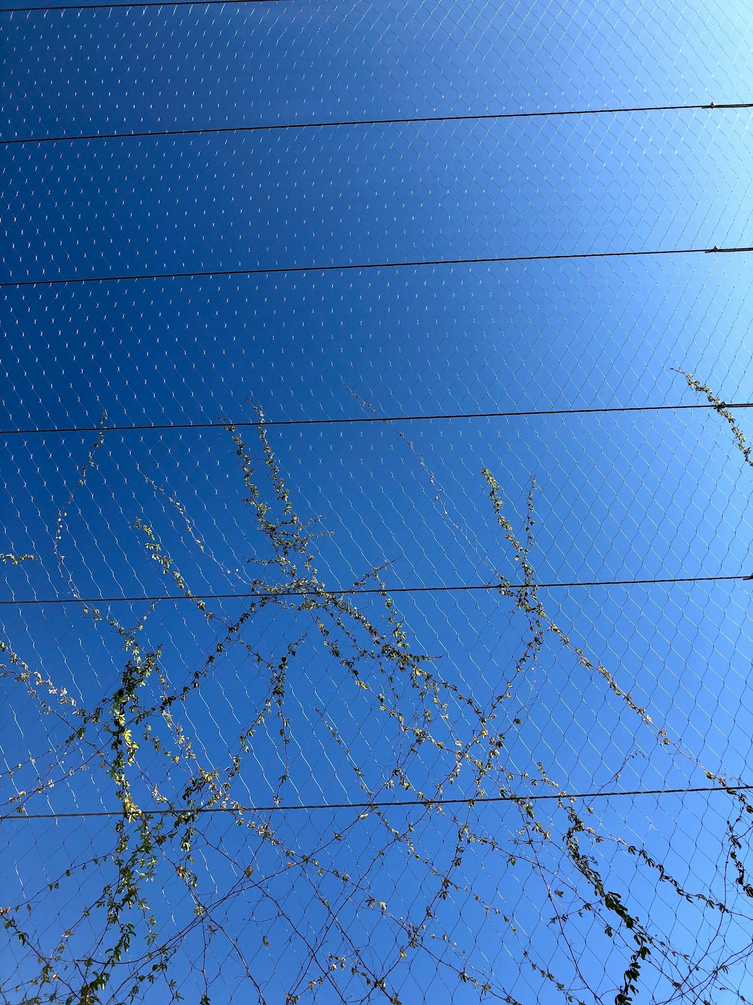 Maschendrahtzaun mit dünnen Ästen vor blauem Himmel