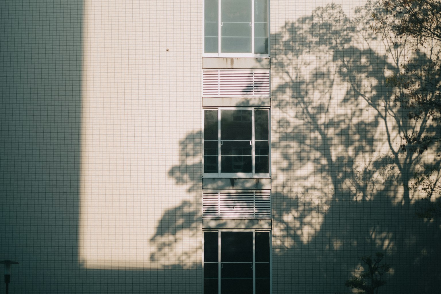 Façade de bâtiment avec reflets de fenêtres et ombres d'arbres