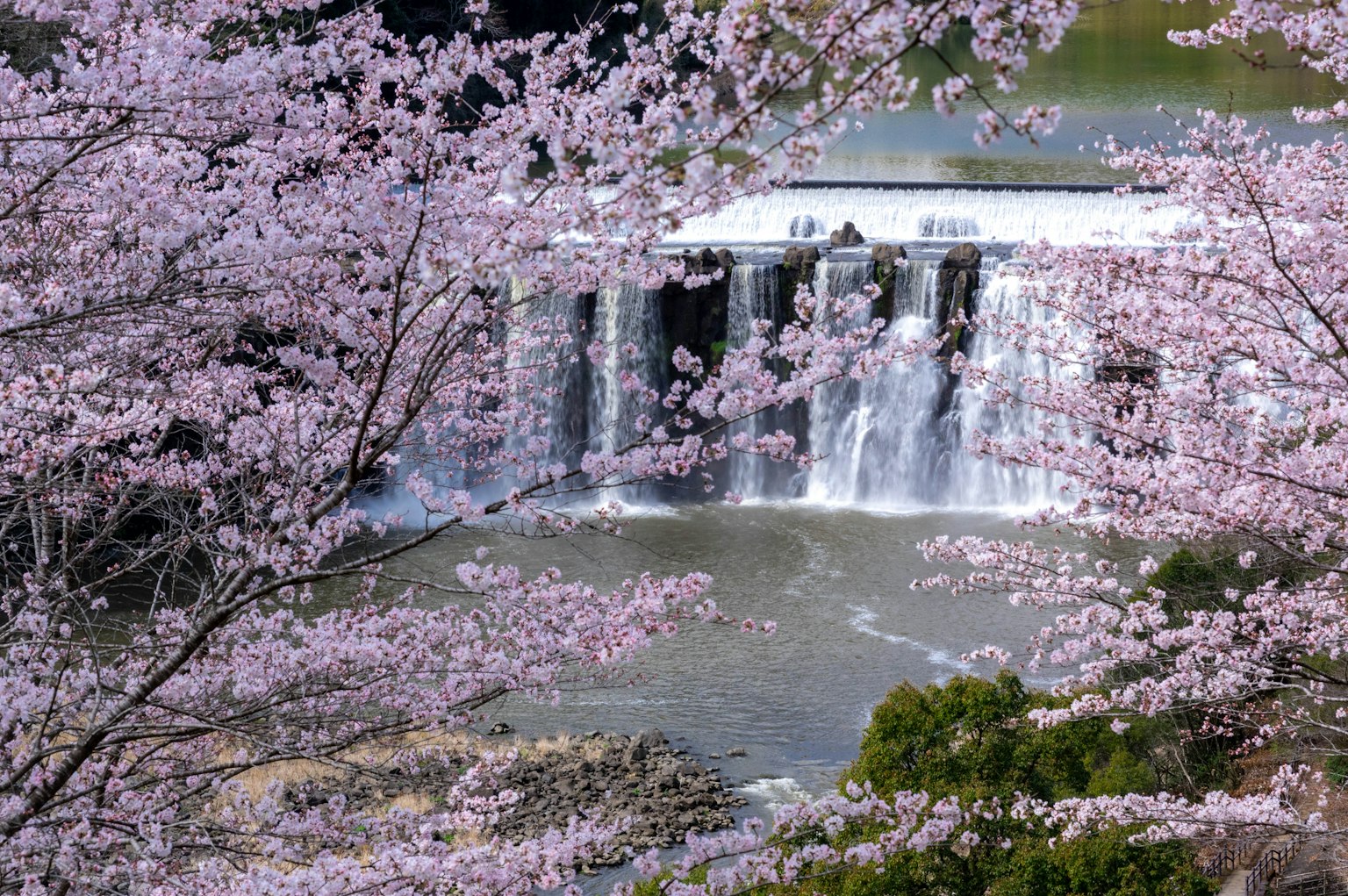 Vista escénica de una cascada rodeada de cerezos en flor