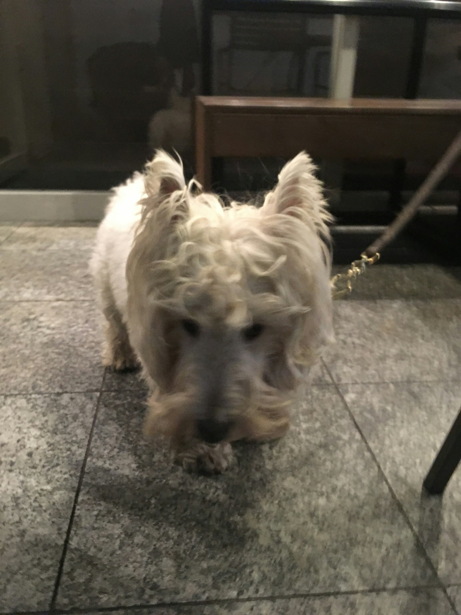 Un chien blanc avec des poils bouclés marchant à l'intérieur