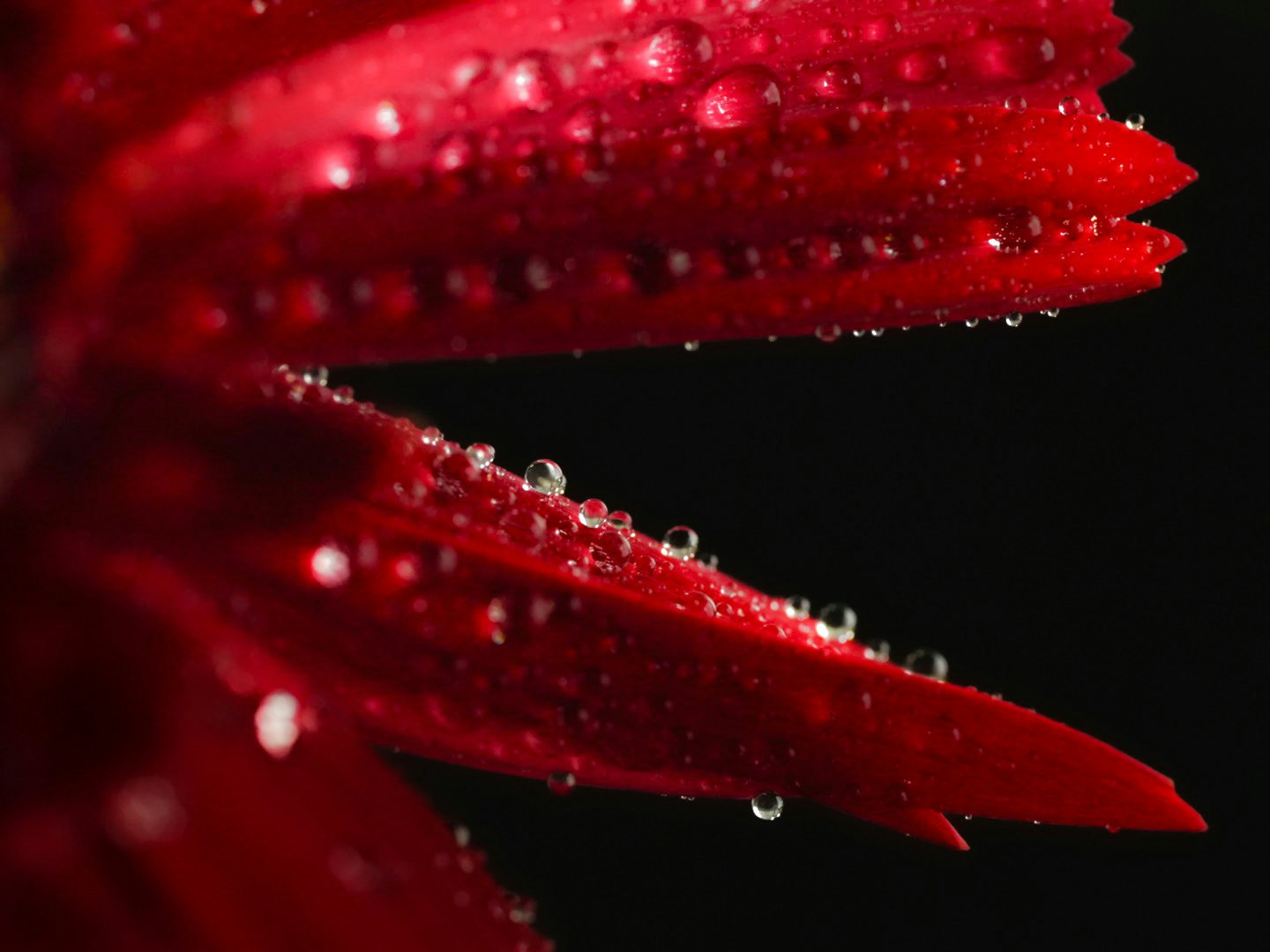 赤いガーベラの花びらに付いた水滴のマクロ画像