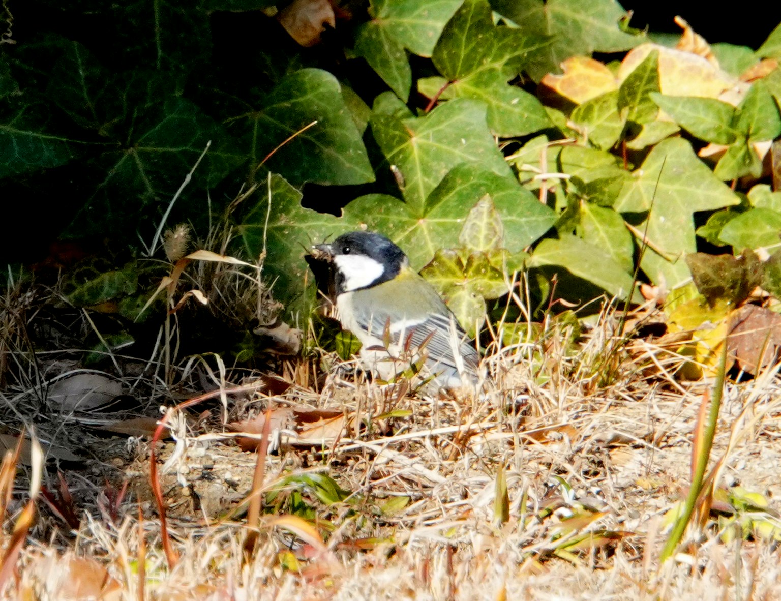 Un petit oiseau parmi l'herbe et des feuilles vertes en arrière-plan