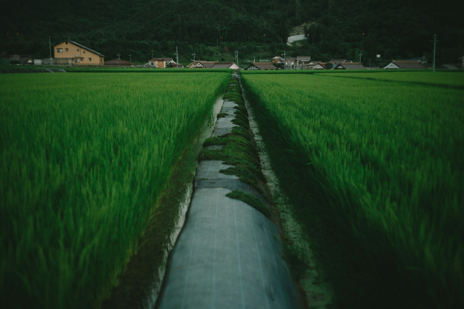 Campos de arroz verdes exuberantes con un arroyo estrecho