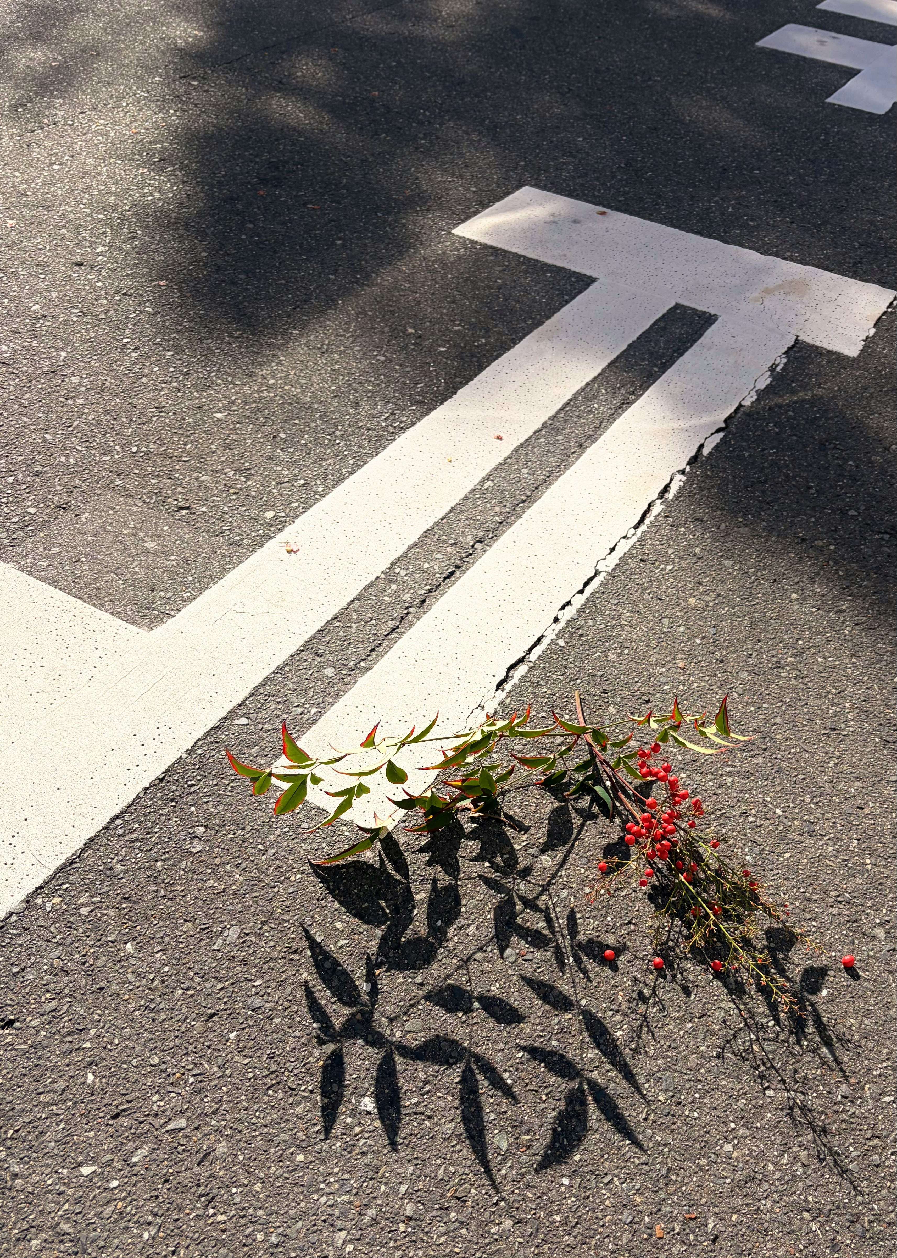 止まれの白線の上に置かれた花束