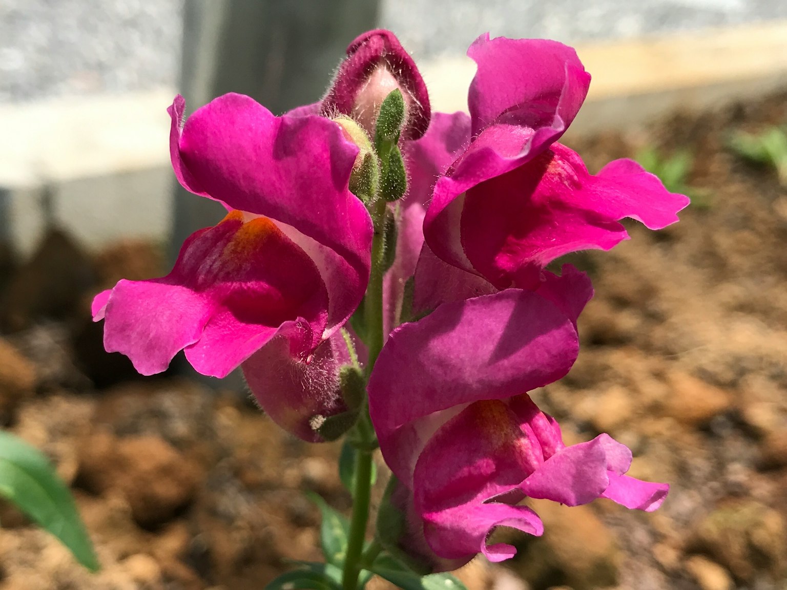 鮮豔的粉紅色金魚草花朵盛開