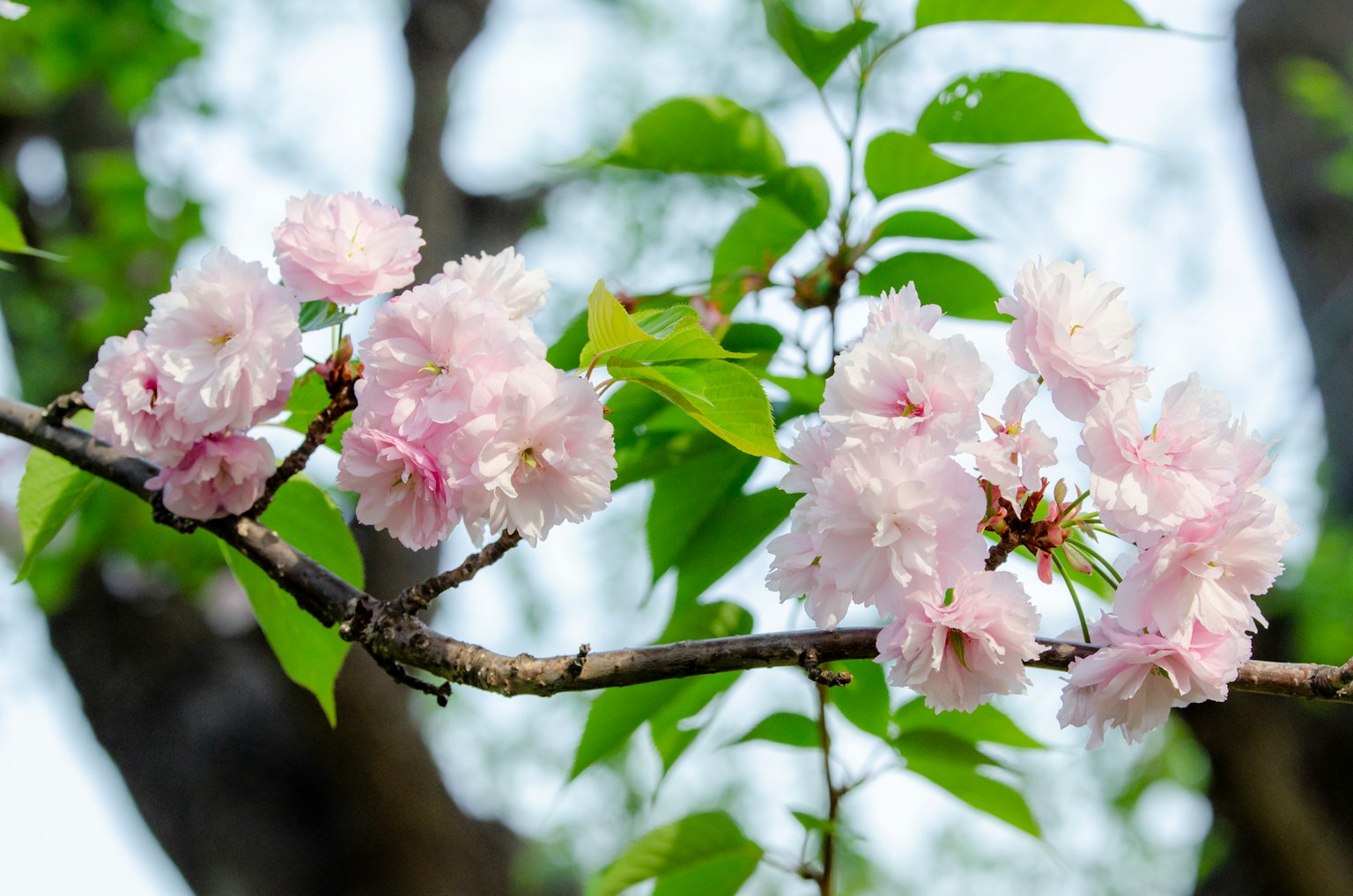 櫻花樹枝特寫，粉色花朵與綠色葉子