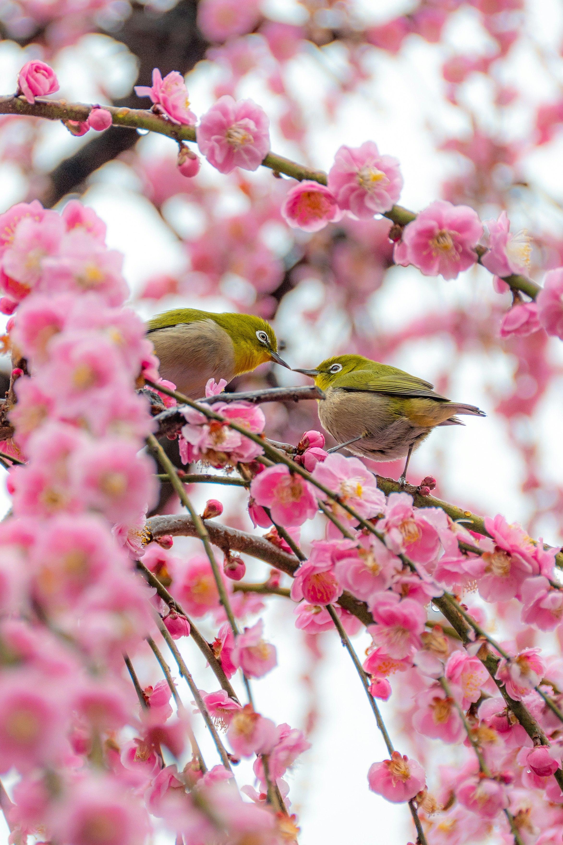 桜の花の中にいる二羽のメジロが寄り添っている美しいシーン
