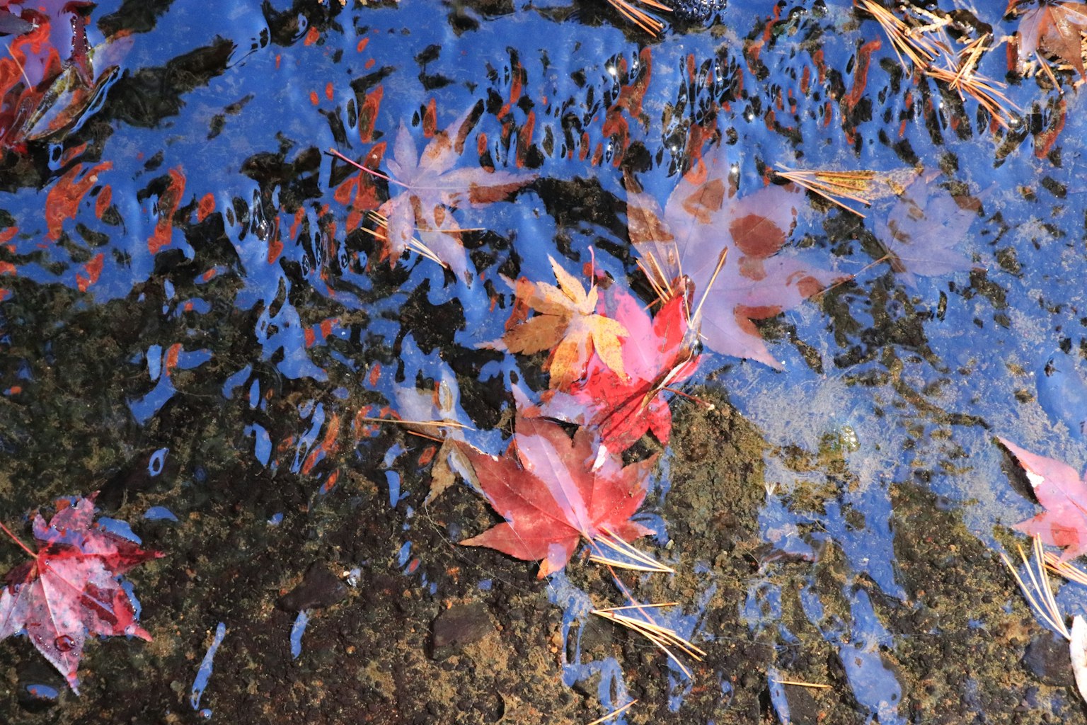 紅楓葉漂浮在藍色水面上，伴隨自然反射
