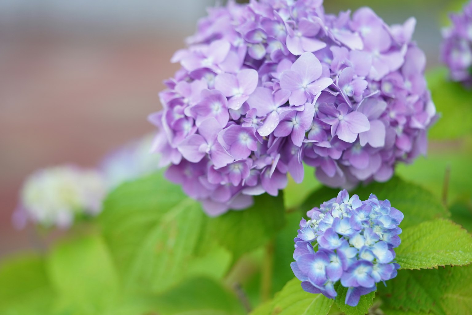 Acercamiento de flores de hortensia moradas con hojas verdes