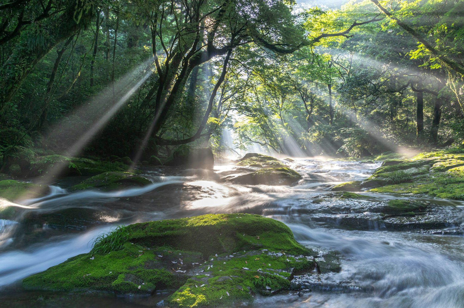 Lumière du soleil filtrant à travers une forêt luxuriante sur un ruisseau