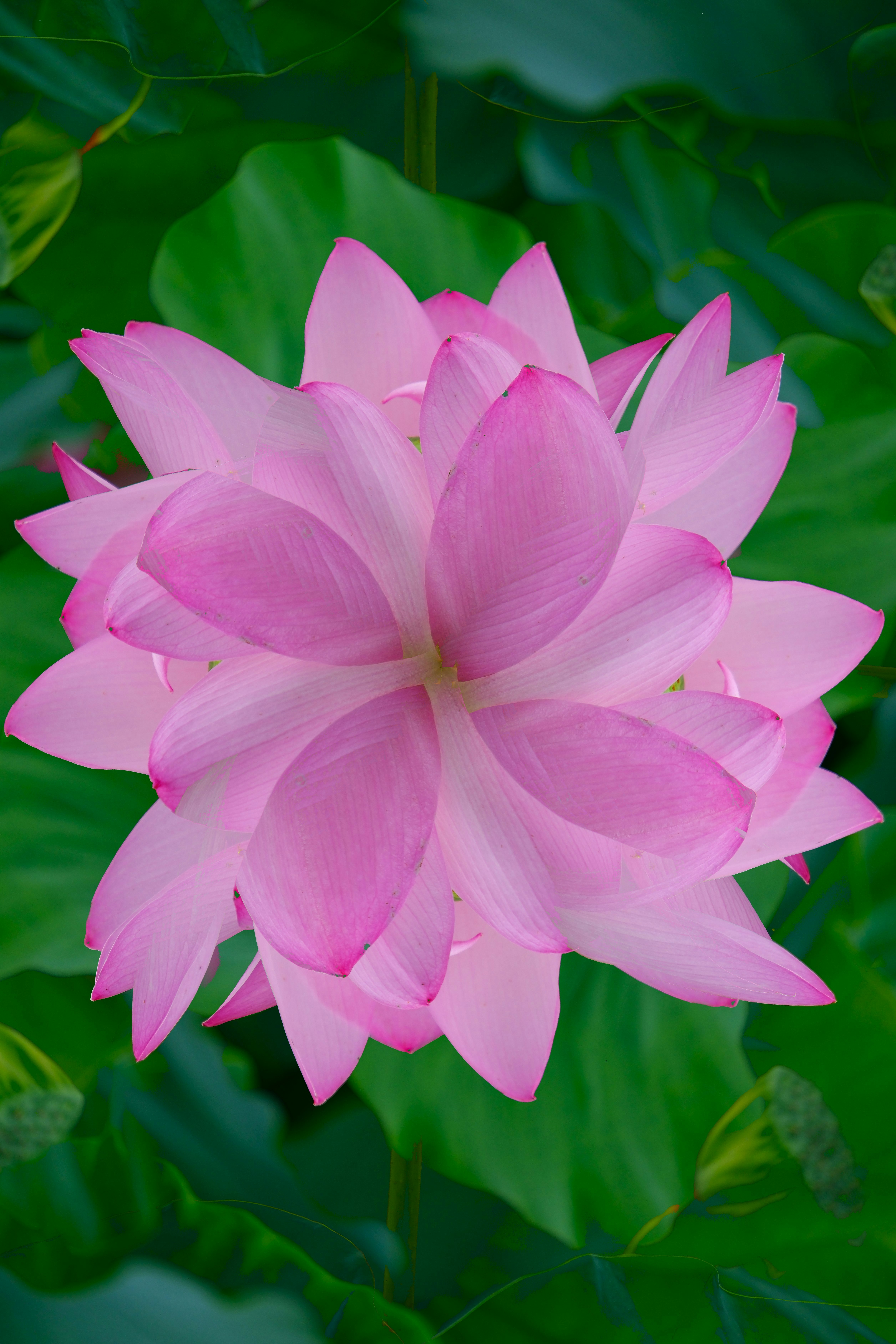 蓮の花が鮮やかに咲くクローズアップ