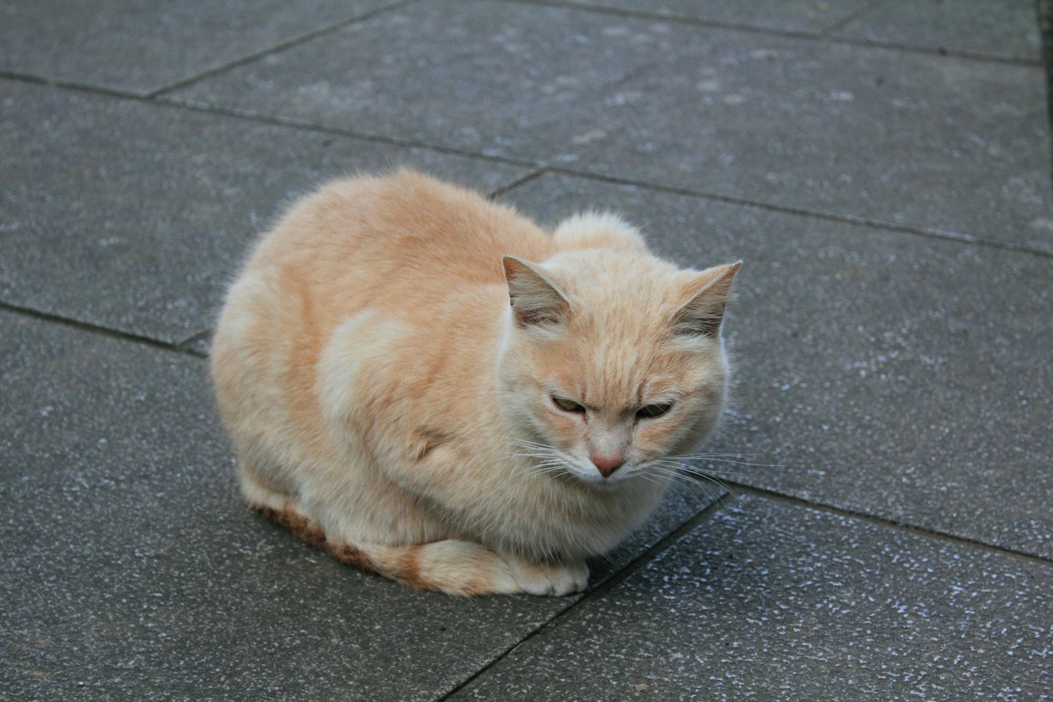 Kucing coklat muda duduk di atas trotoar batu