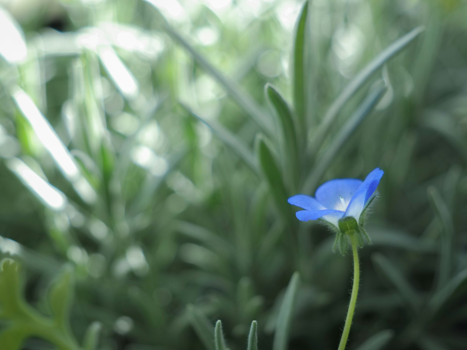 Un delicato fiore blu che spicca su un fogliame verde lussureggiante