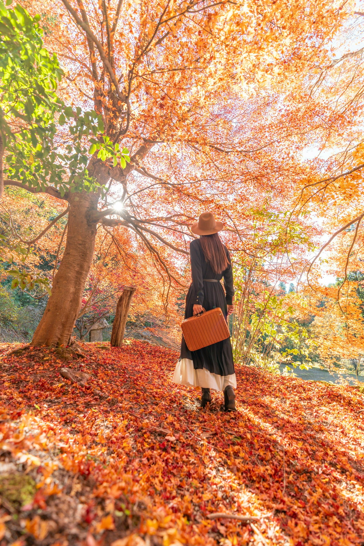 秋の紅葉の中を歩く女性の後ろ姿と色とりどりの葉