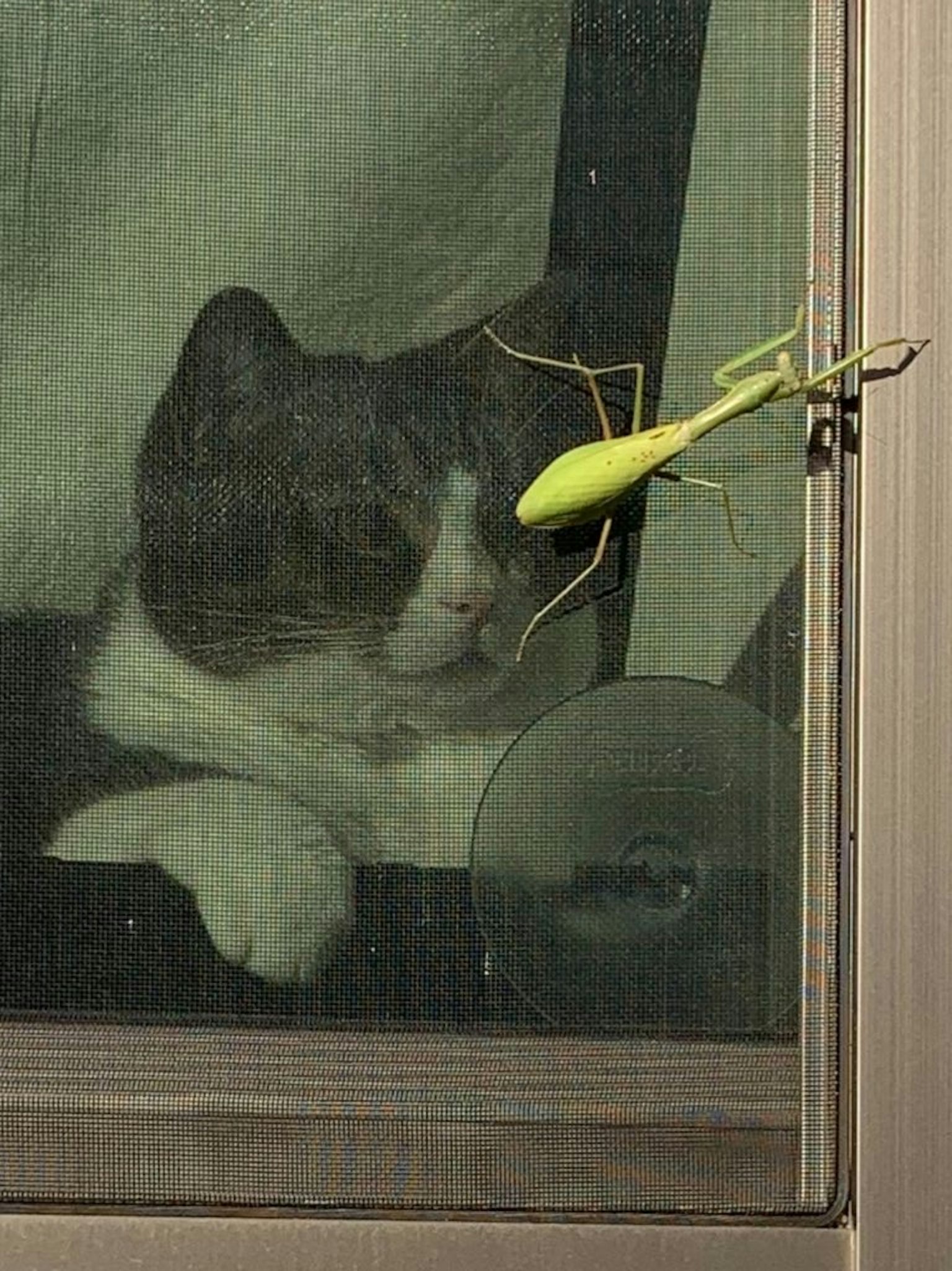 Un gatto che guarda una mantide attraverso una finestra a rete