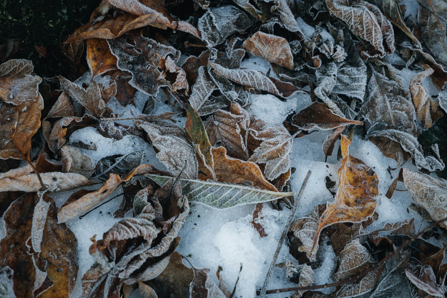 霜冻覆盖的干枯叶子散落在雪地上