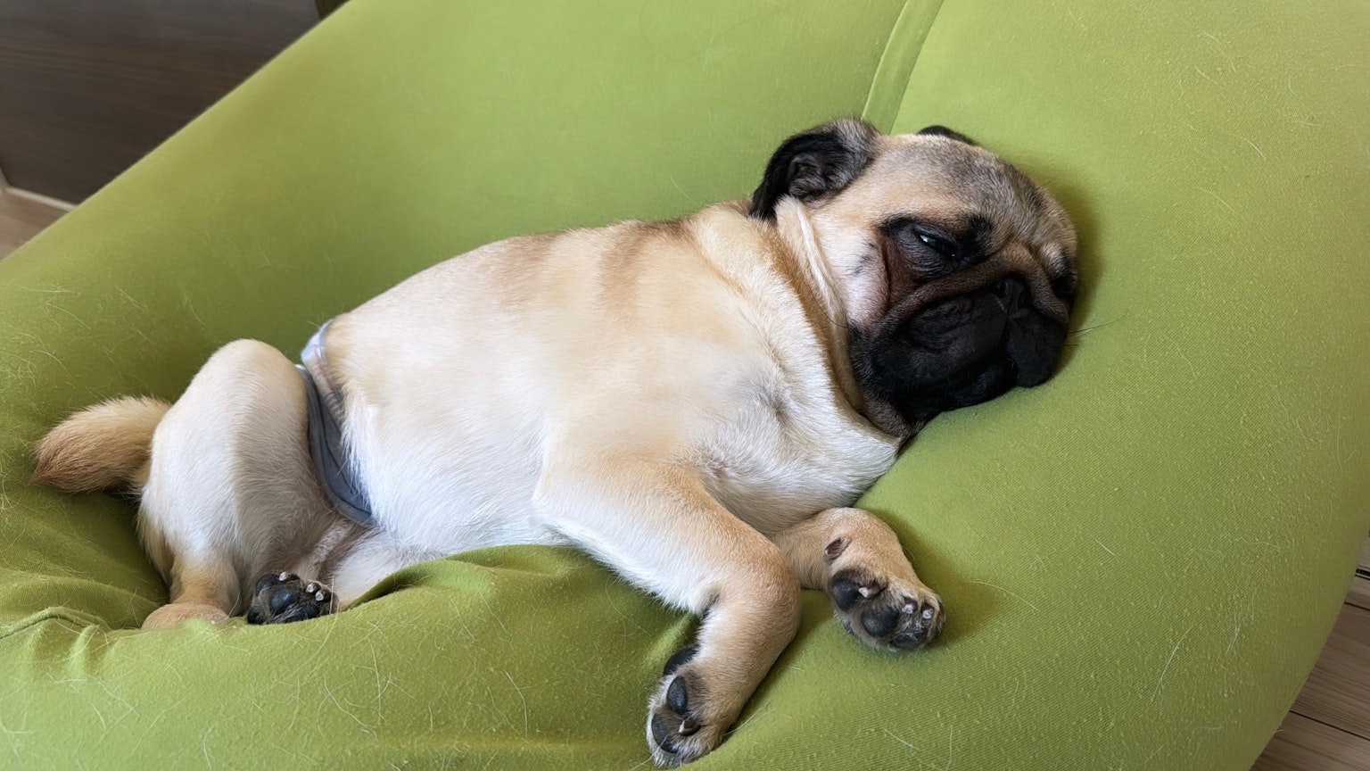 Cane bulldog francese che dorme rilassato su un cuscino verde
