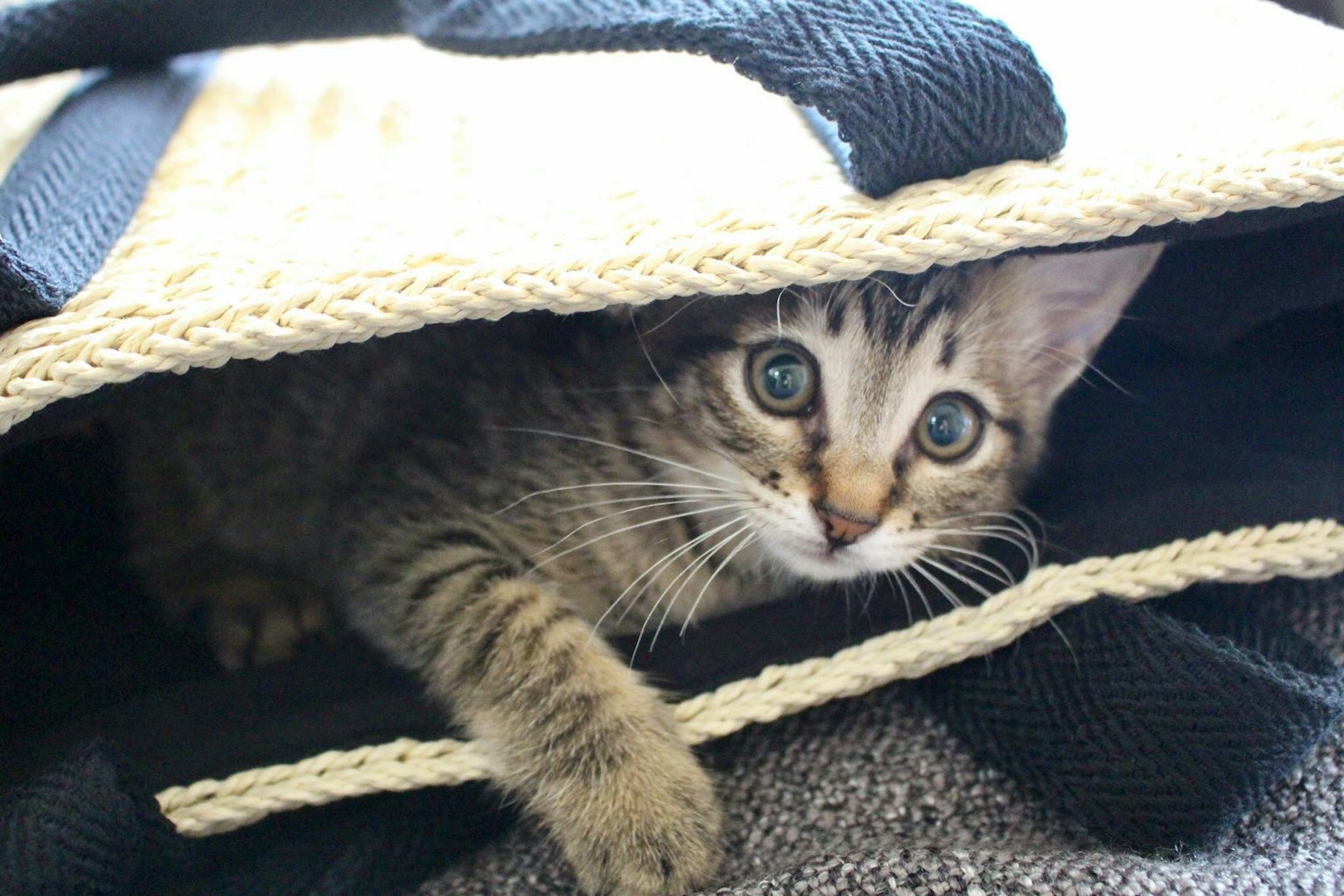 Un gato asomándose desde dentro de una bolsa con ojos grandes