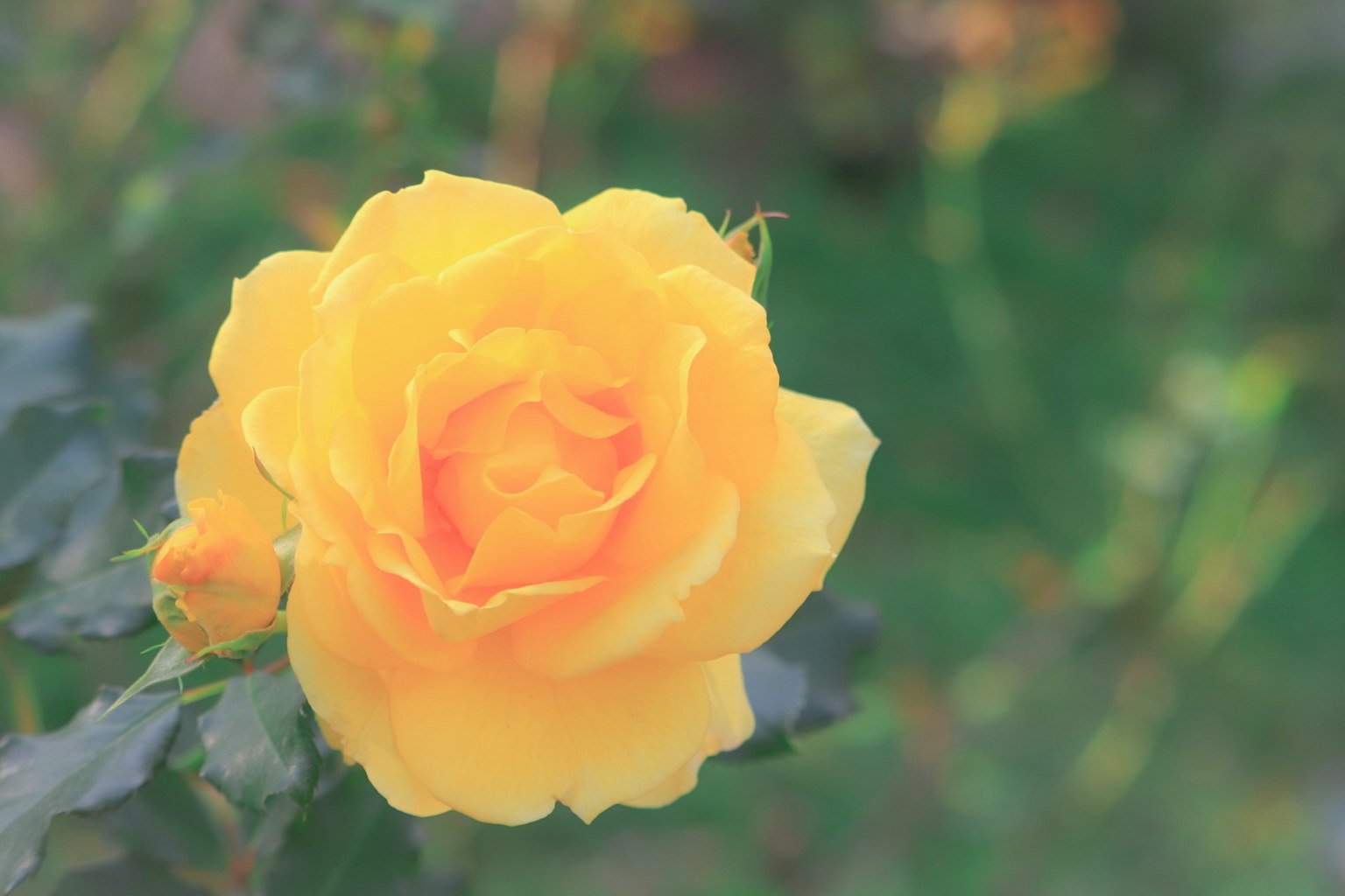Eine schöne gelbe Rose hebt sich vor einem grünen Hintergrund ab