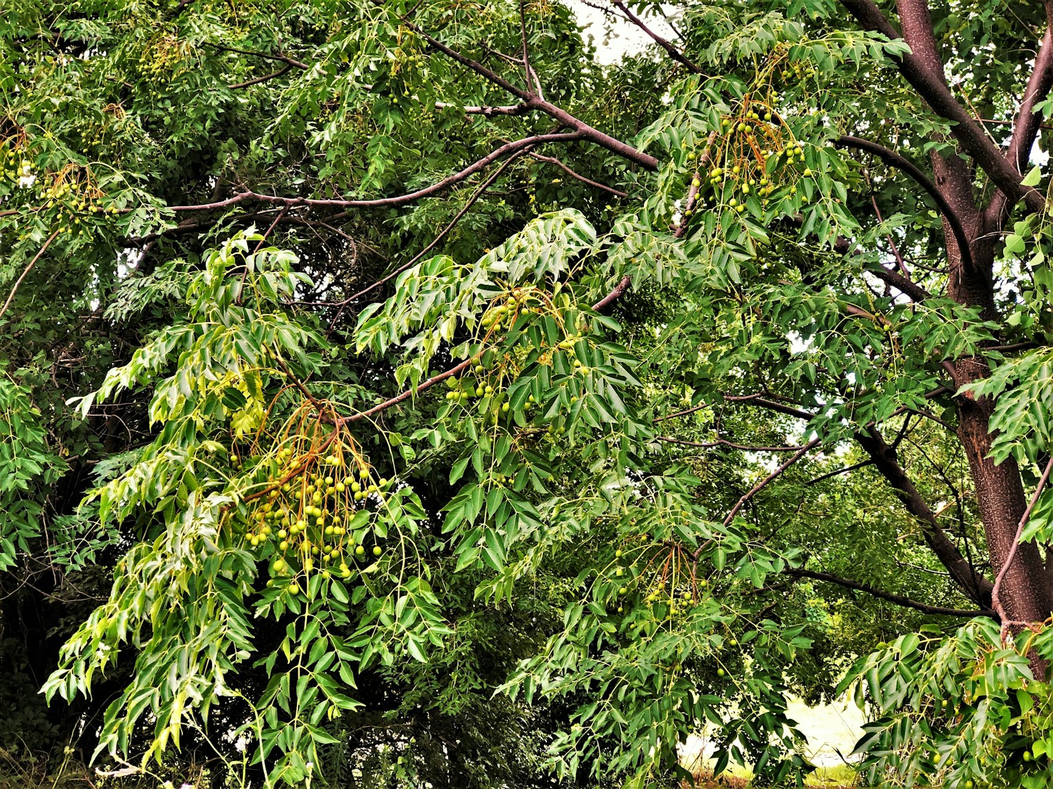Close-up of a tree with lush green leaves and a brown trunk