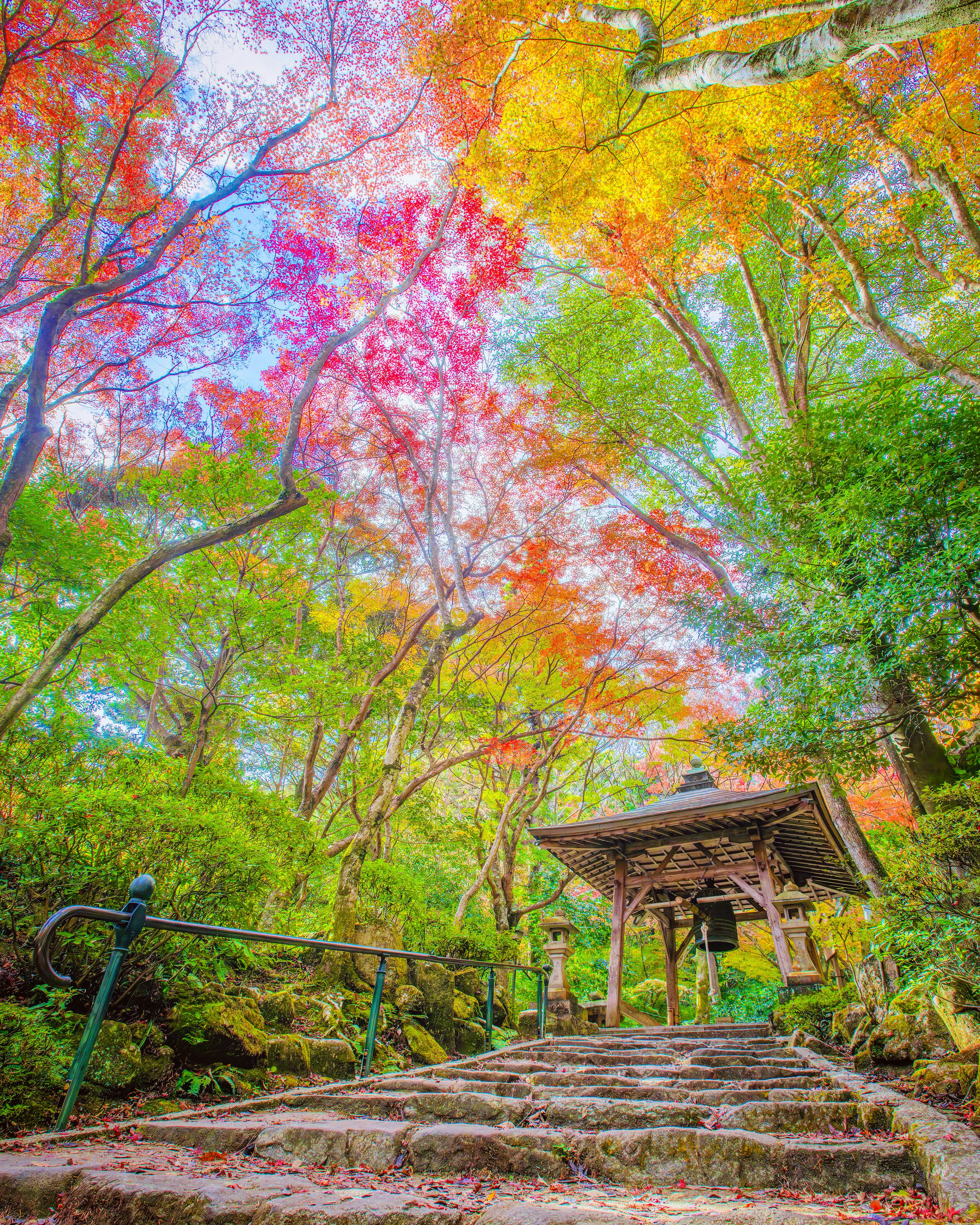 三瀧寺の石段と紅葉の木々が彩る参道風景