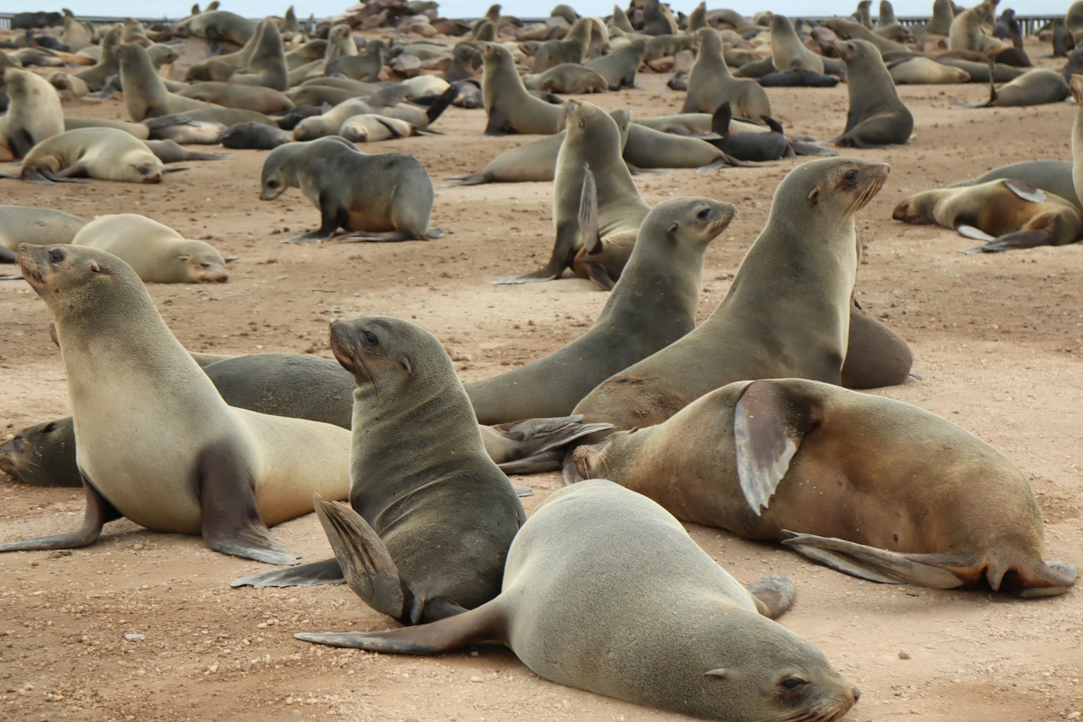 ทิวทัศน์ของสิงโตทะเลนอนบนชายหาดทราย