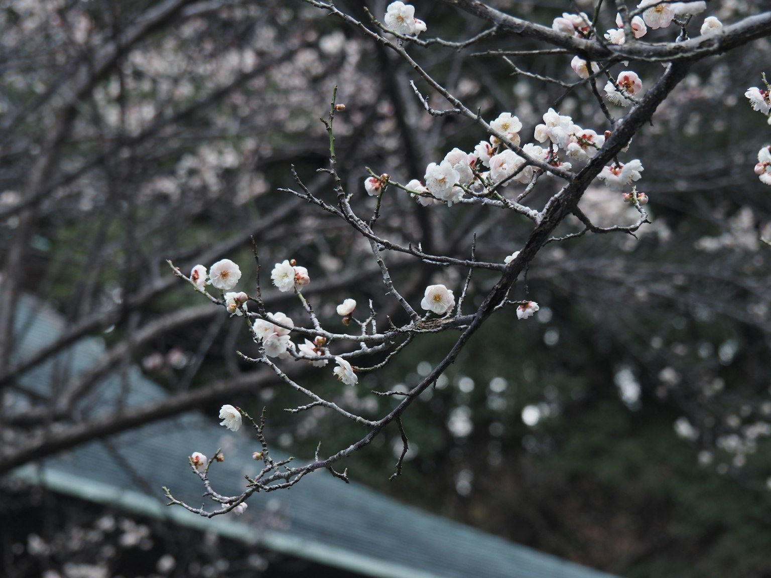 梅花在树枝上的特写，背景有屋顶