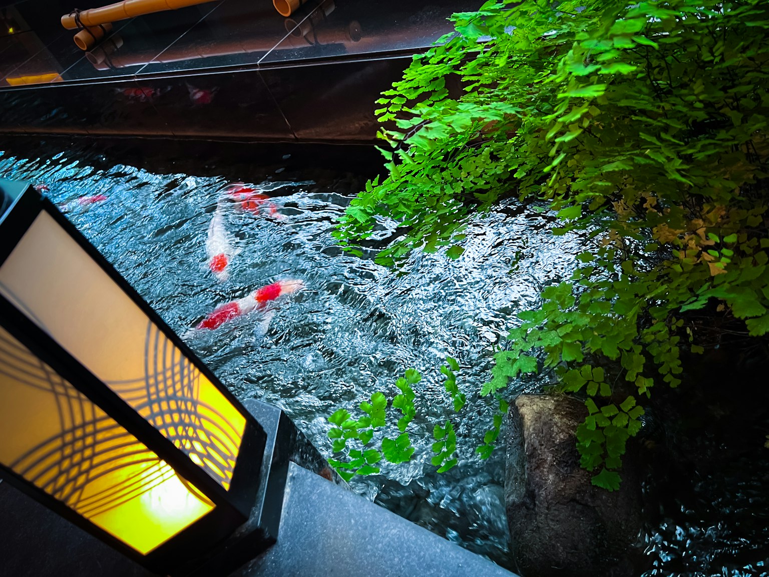 A serene night scene featuring colorful koi fish and lush greenery by the water