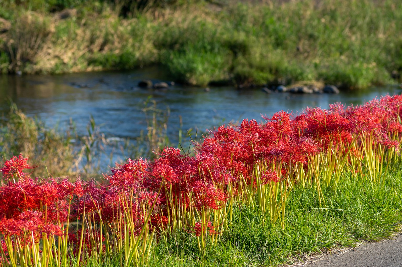Champ de lys araignée rouges le long d'une rivière