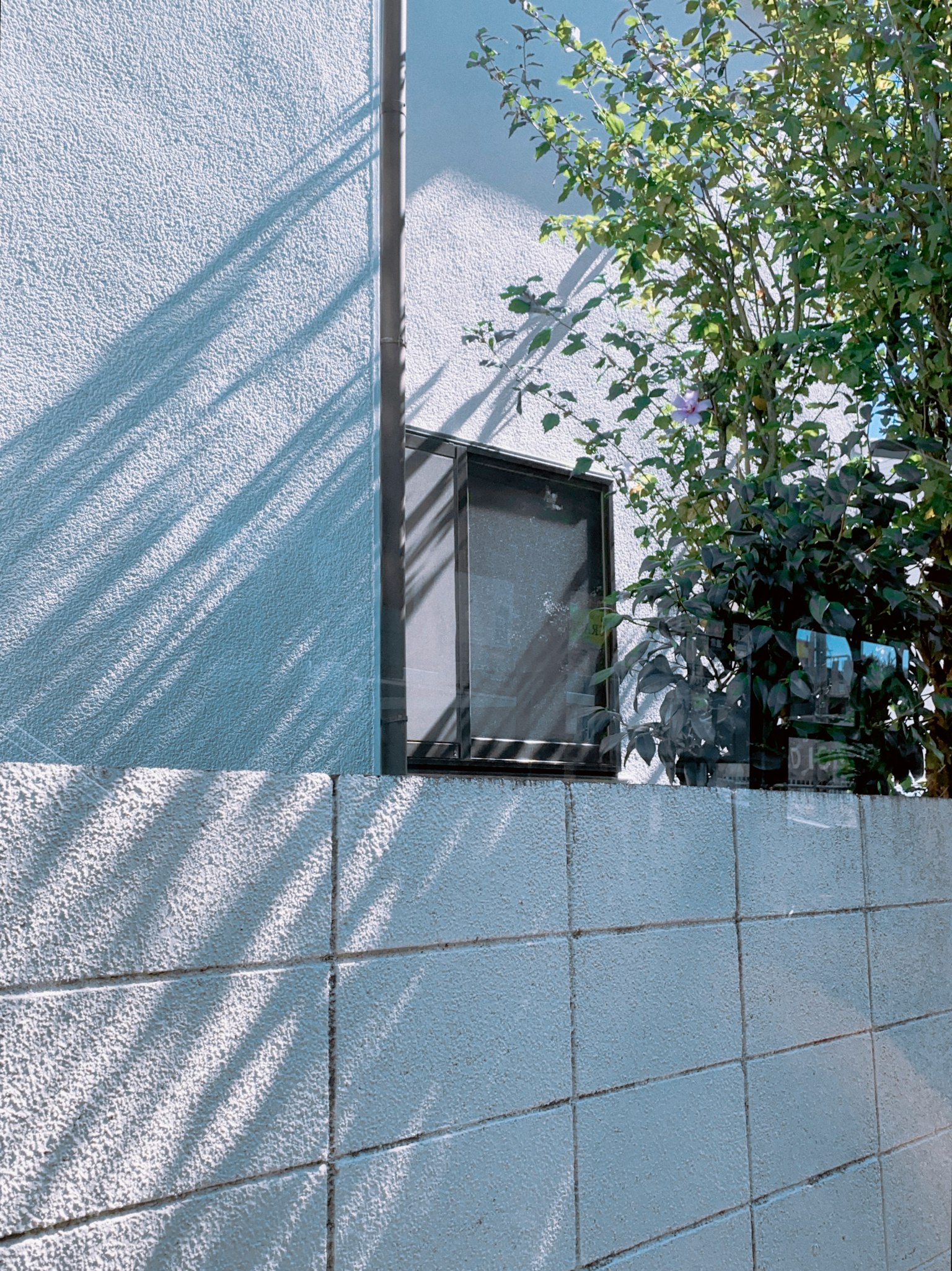Blue wall with tree shadows visible outside