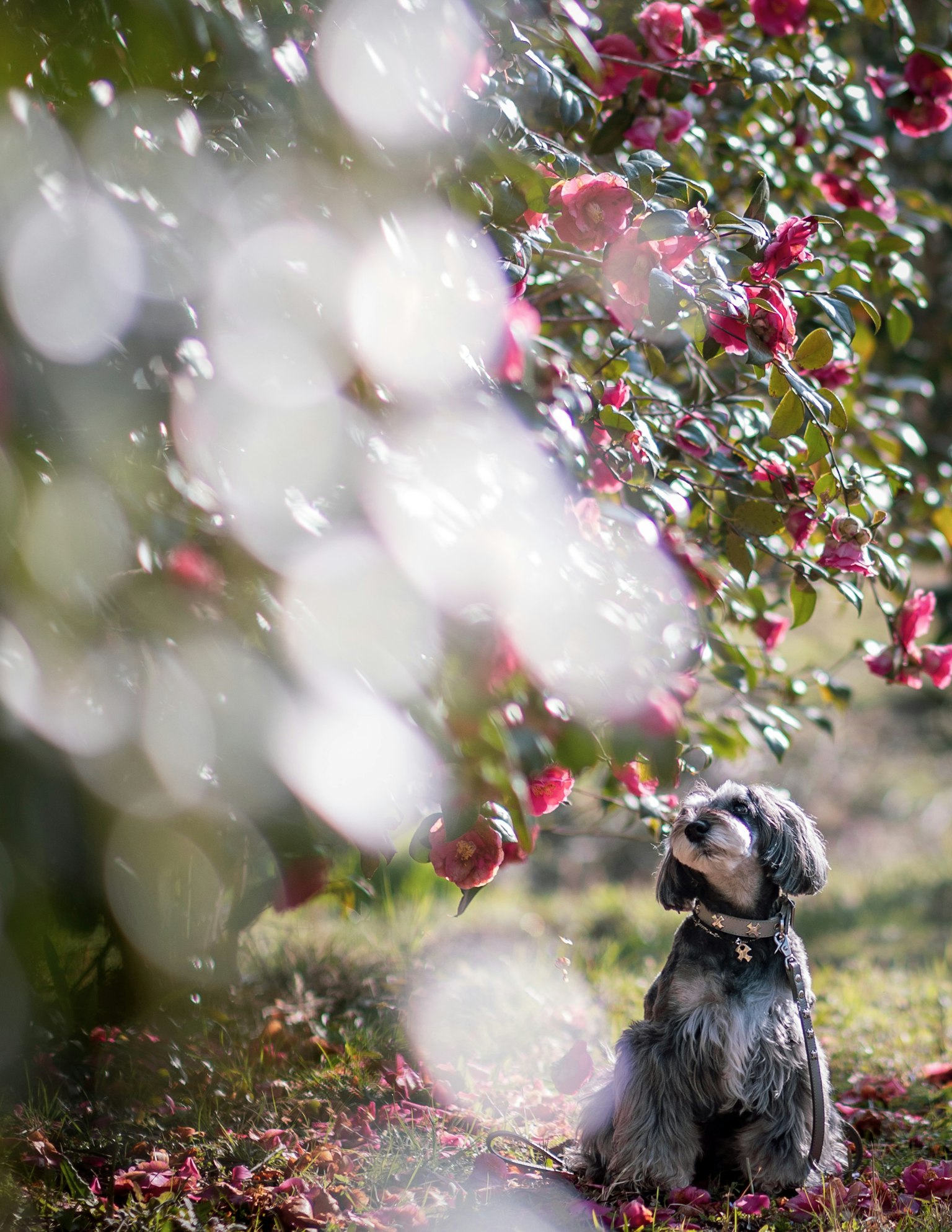 Dog sitting under a flowering tree with blurred light spots in the background