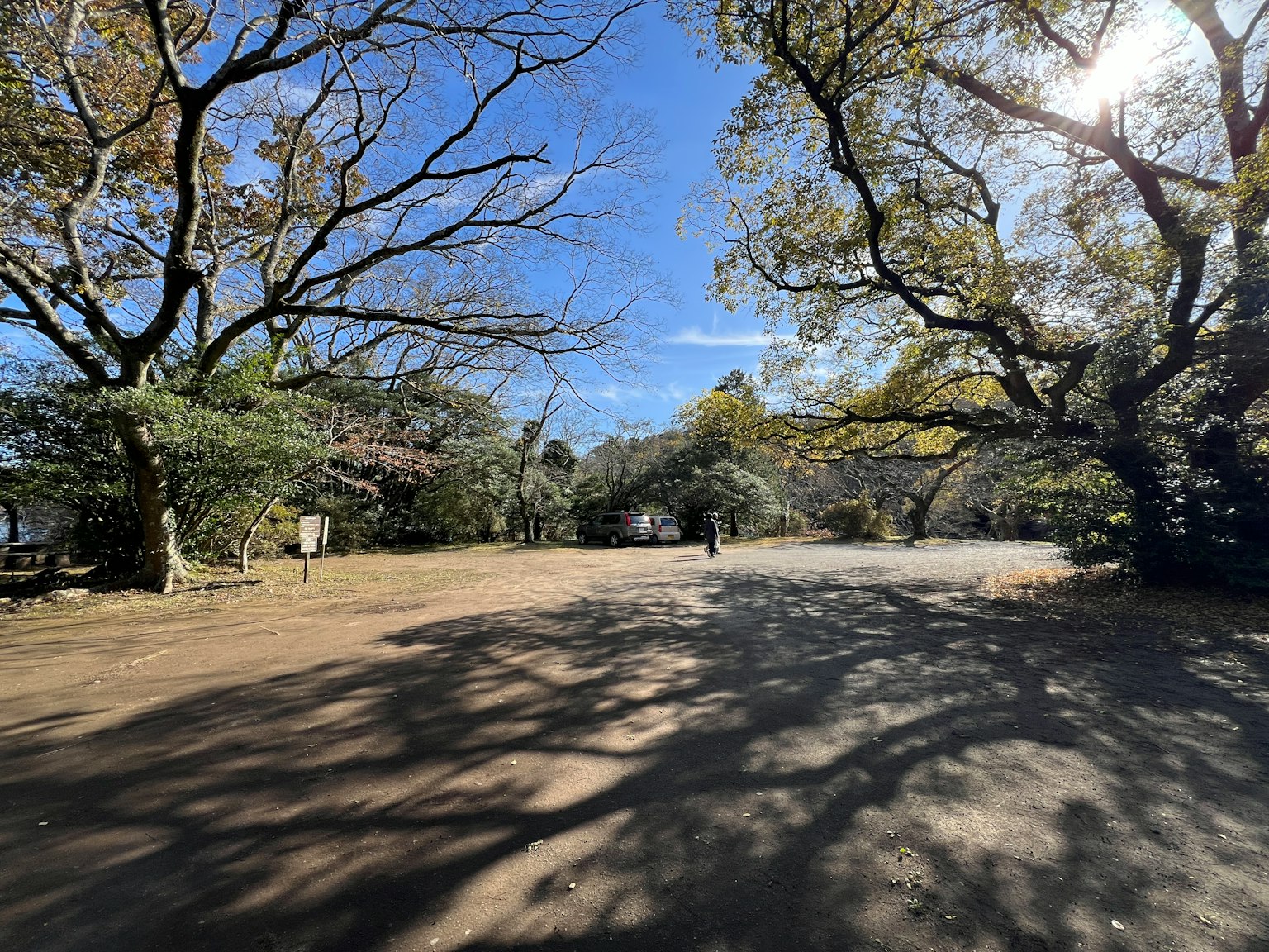 藍天下的公園景觀，特色大樹和顯著的陰影