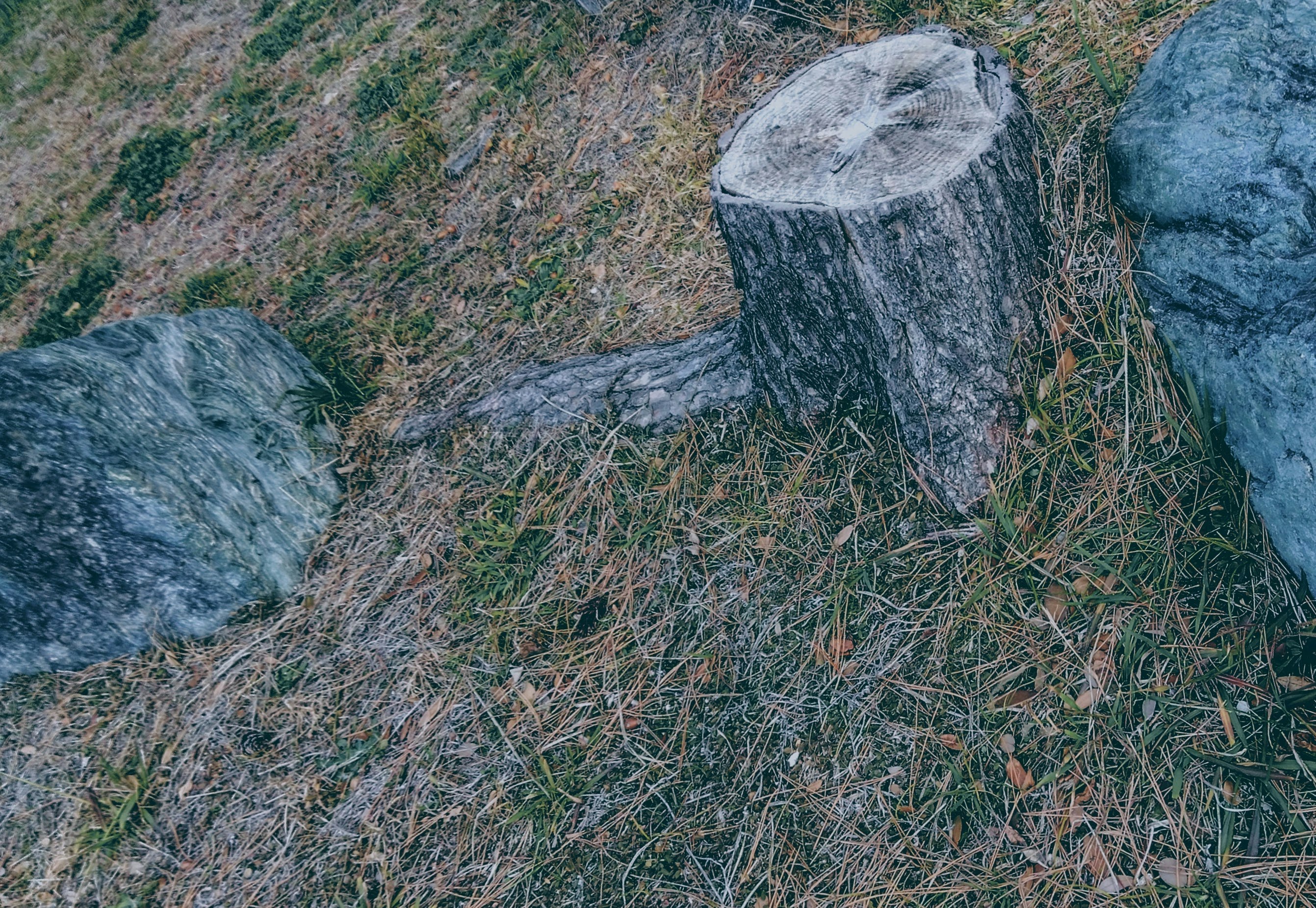 草むらに切り株が並ぶ自然の風景