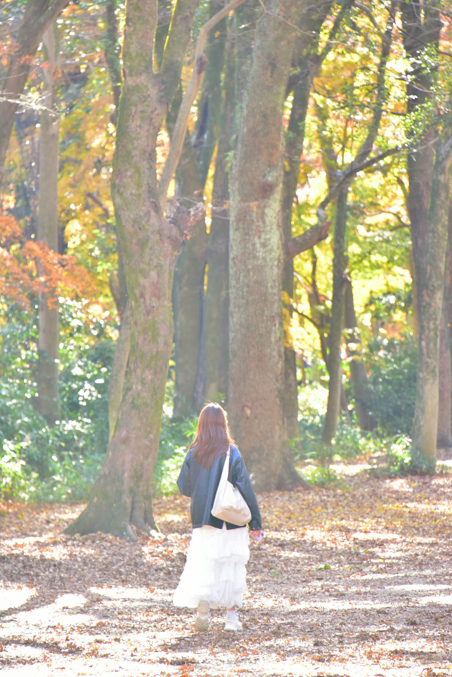 秋の森を歩く女性の後ろ姿 緑とオレンジの葉が混ざる