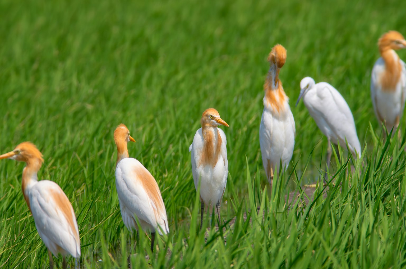 Una fila di aironi in piedi nei campi di riso verdi