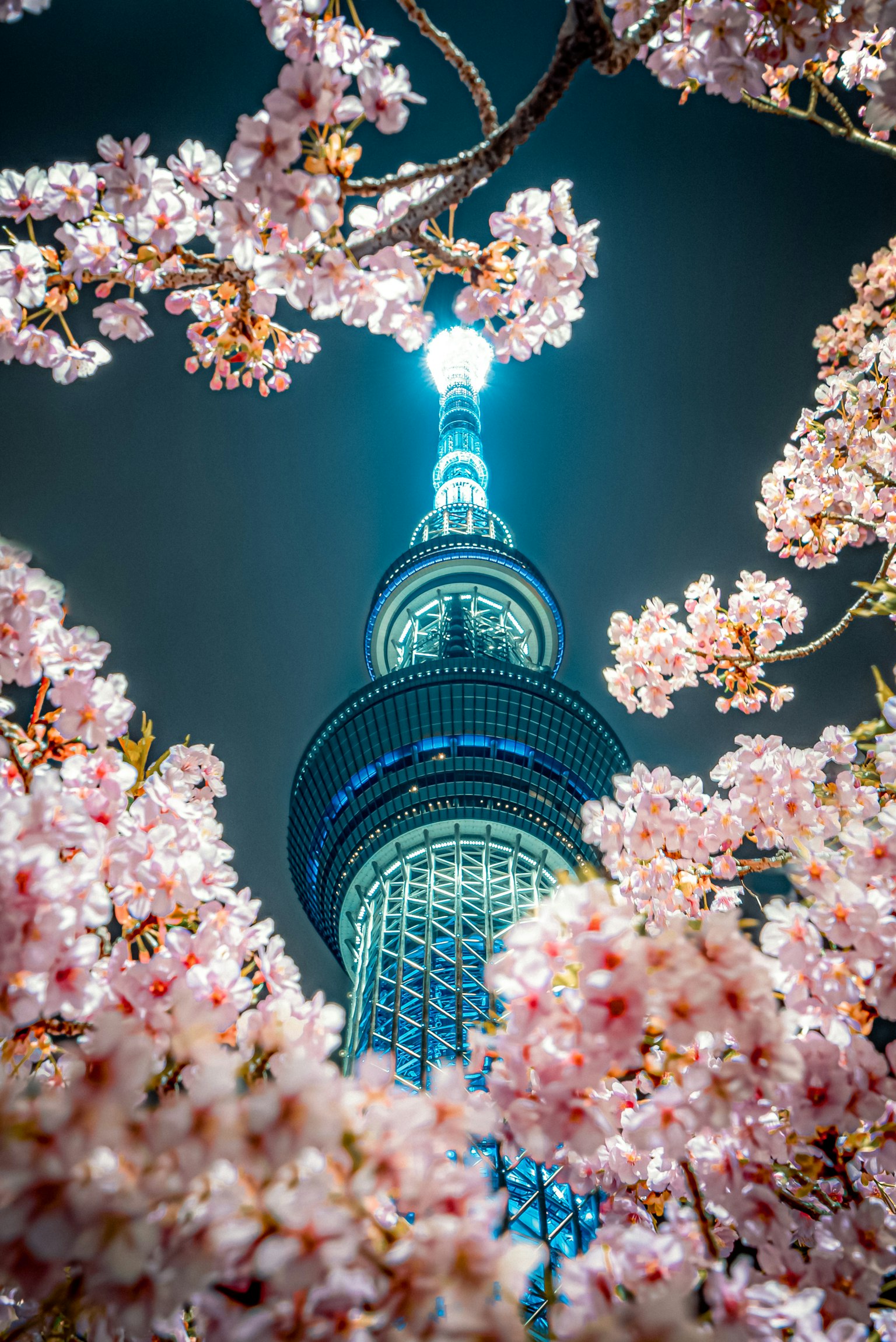 櫻花環繞的夜間東京晴空塔