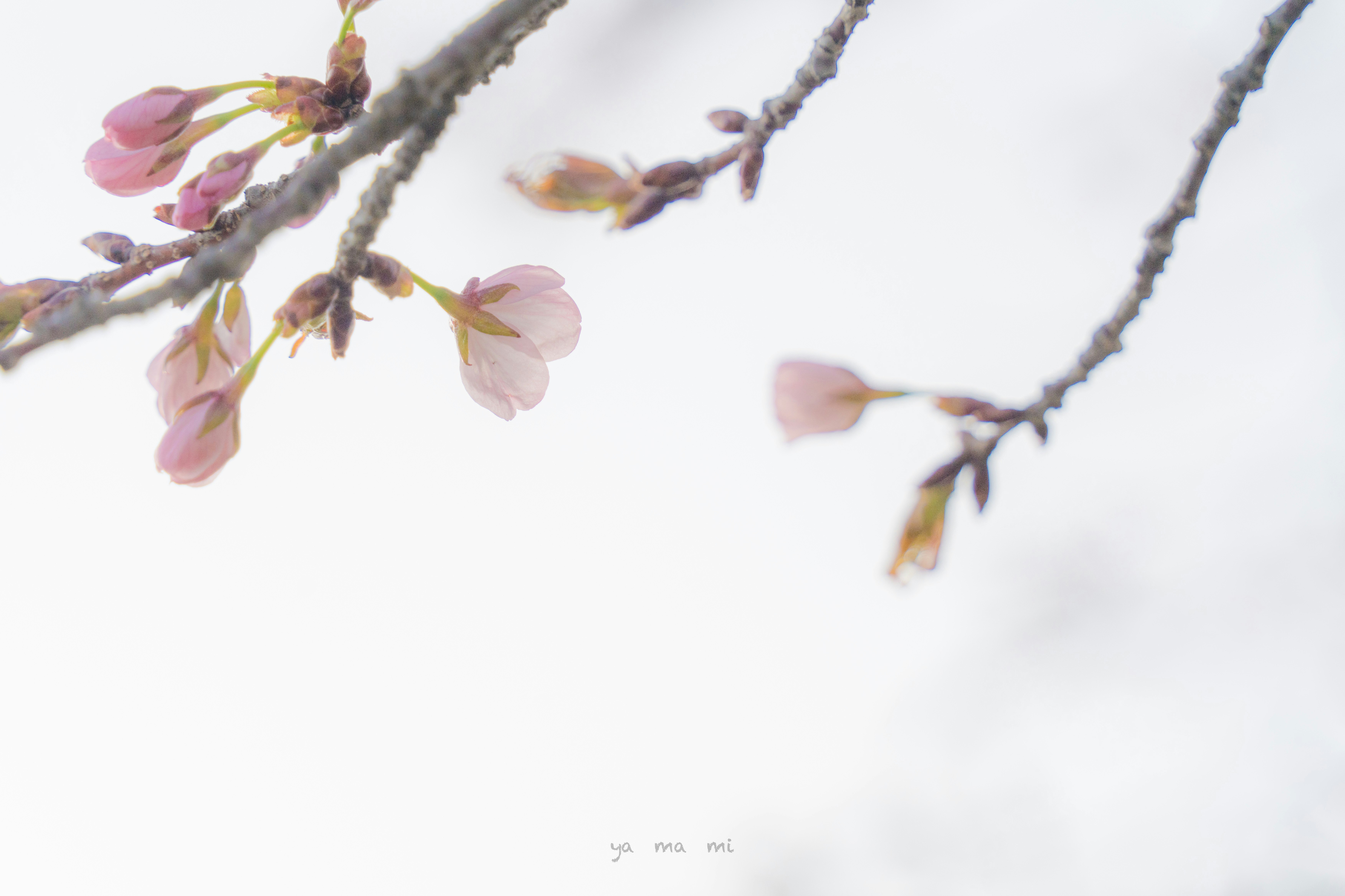 白い背景に咲く桜の花の枝