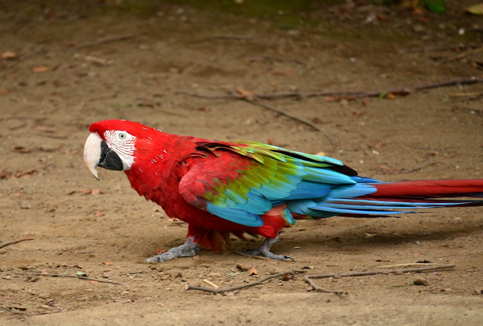 Ein lebhafter roter und blauer Papagei, der über den Boden läuft