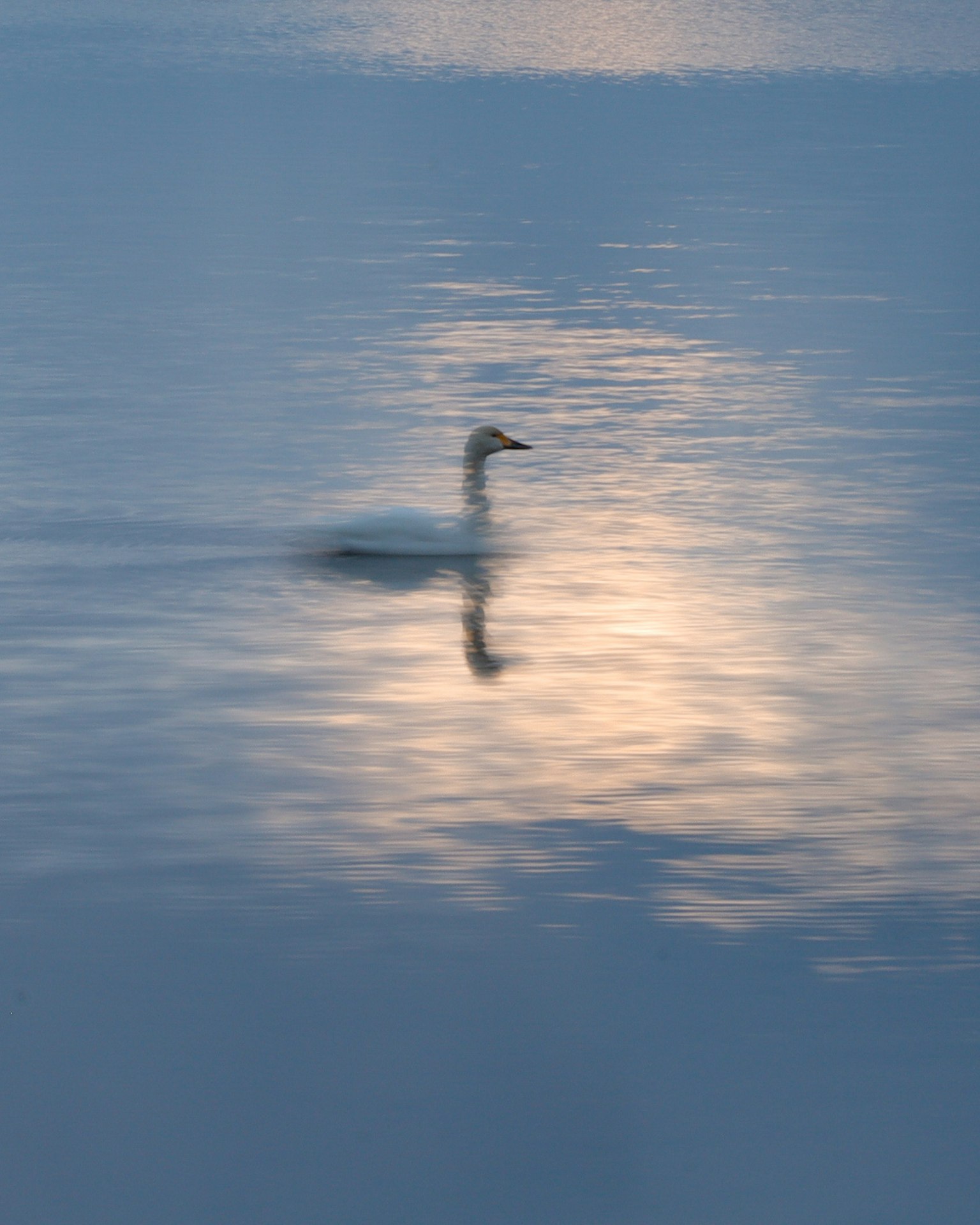 Silueta de un cisne flotando en el agua con suaves reflejos de luz