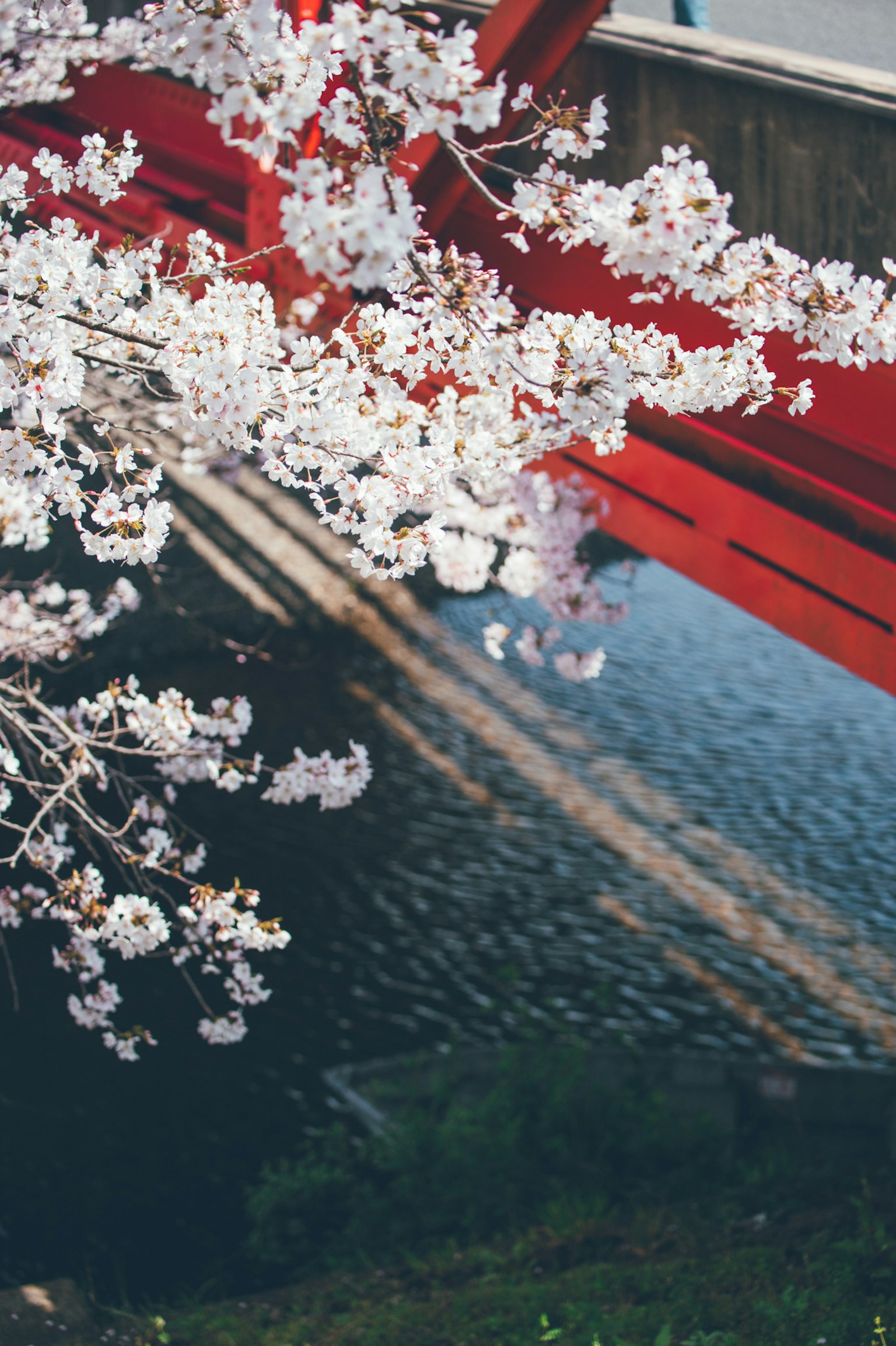 櫻花框住一座紅橋，水面上有倒影