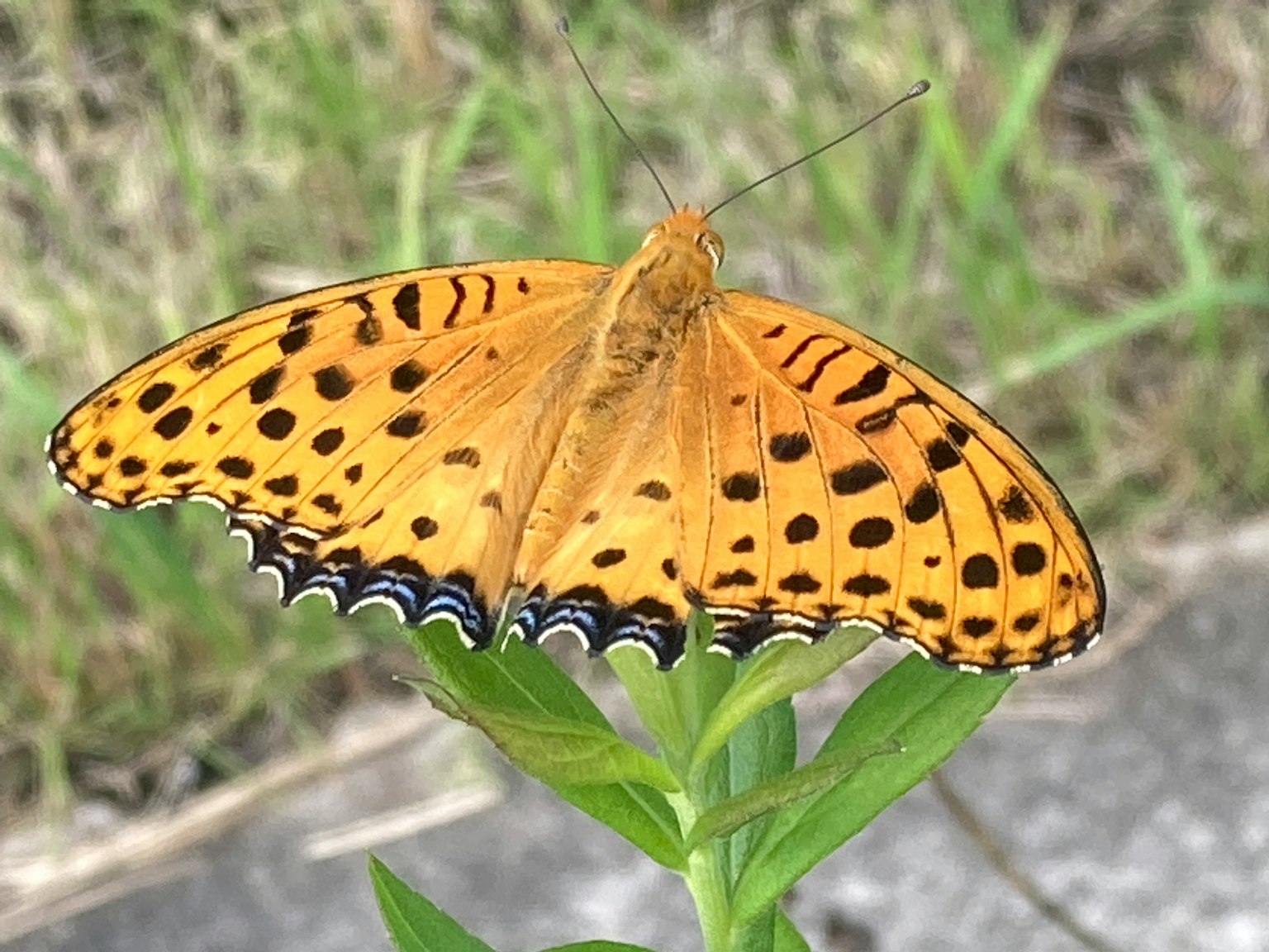 鮮やかなオレンジ色の蝶が緑の植物の上に止まっている